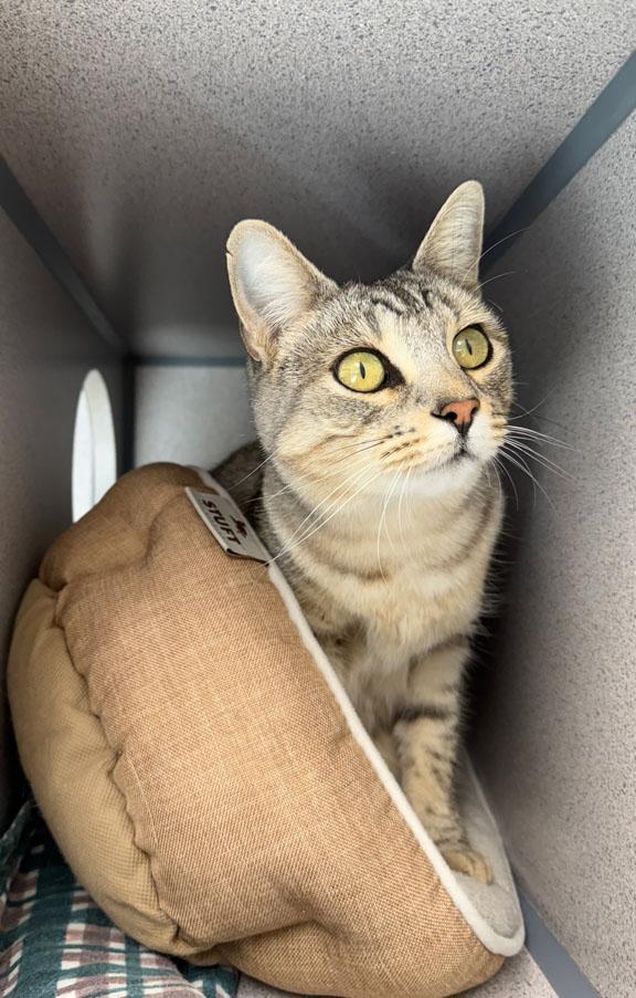 Enlarge Maui, a Adopted Domestic Short Hair in Gardnerville, NV image 1/2
