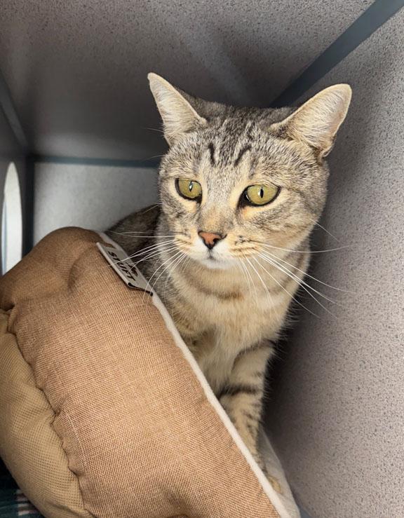Enlarge Maui, a Adopted Domestic Short Hair in Gardnerville, NV image 2/2