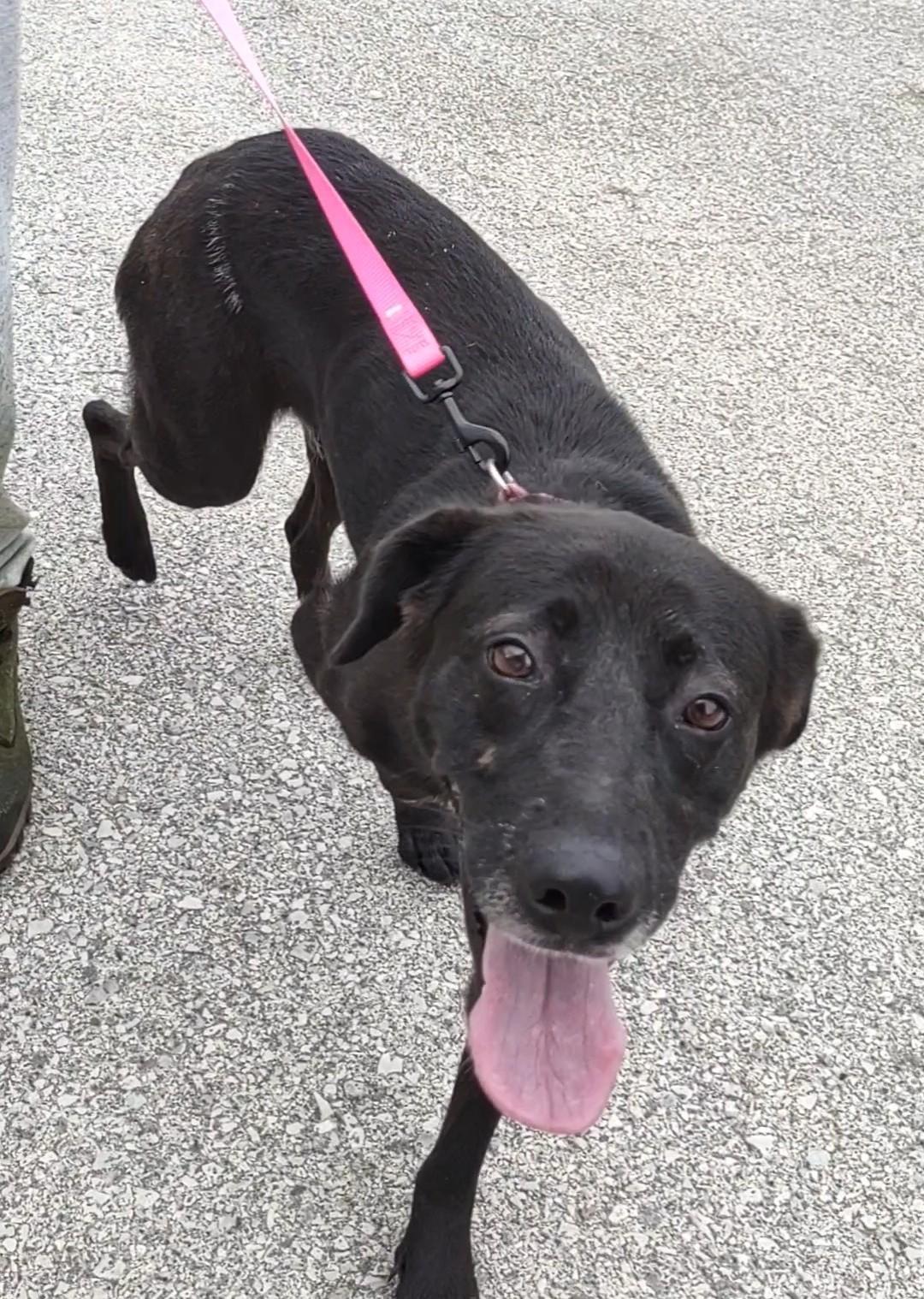 Charlotte, Adopted, Young Female Black Labrador Retriever.