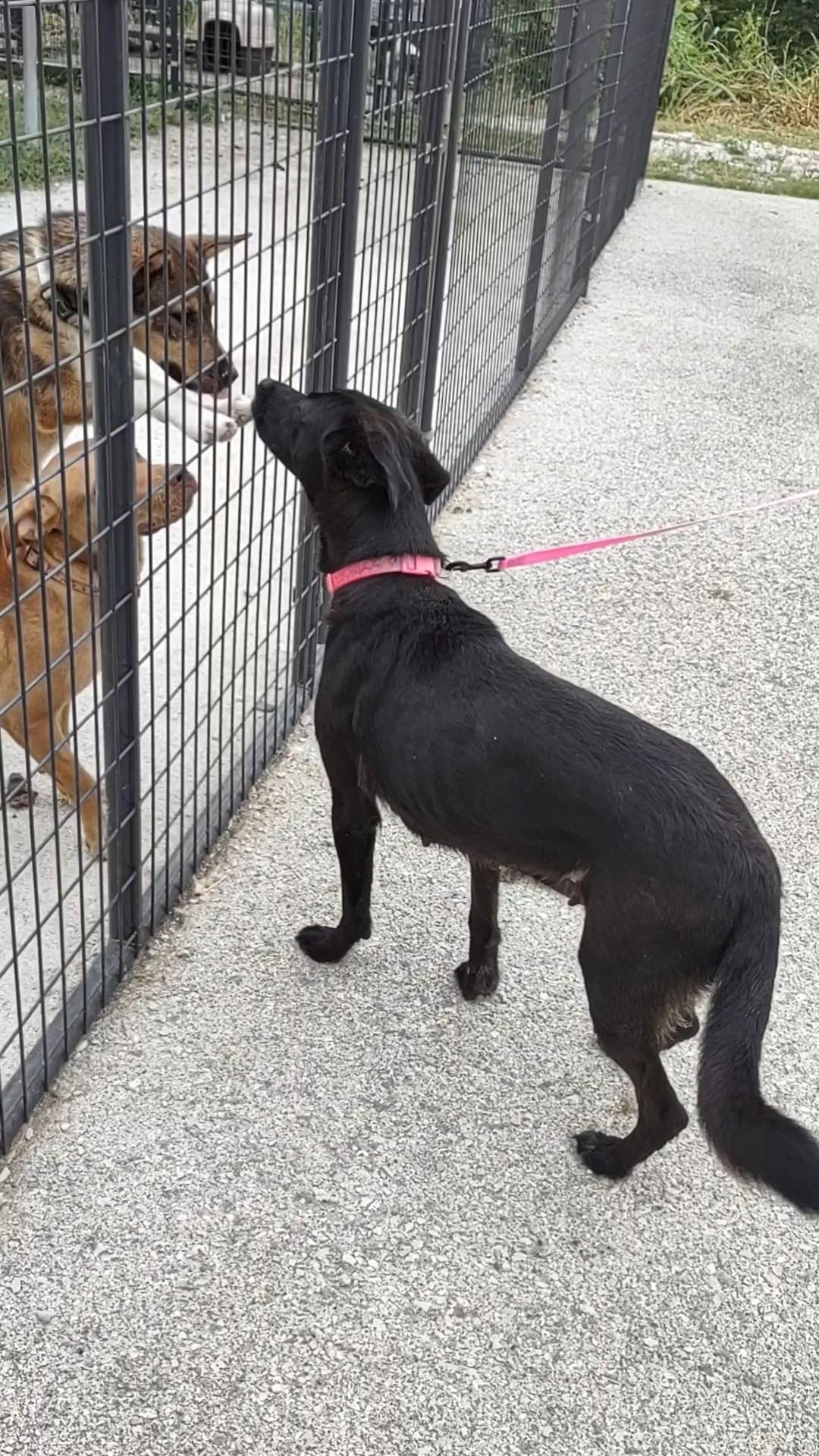 Enlarge Charlotte, a Adopted mixed breed in Clay City, KY image 3/3