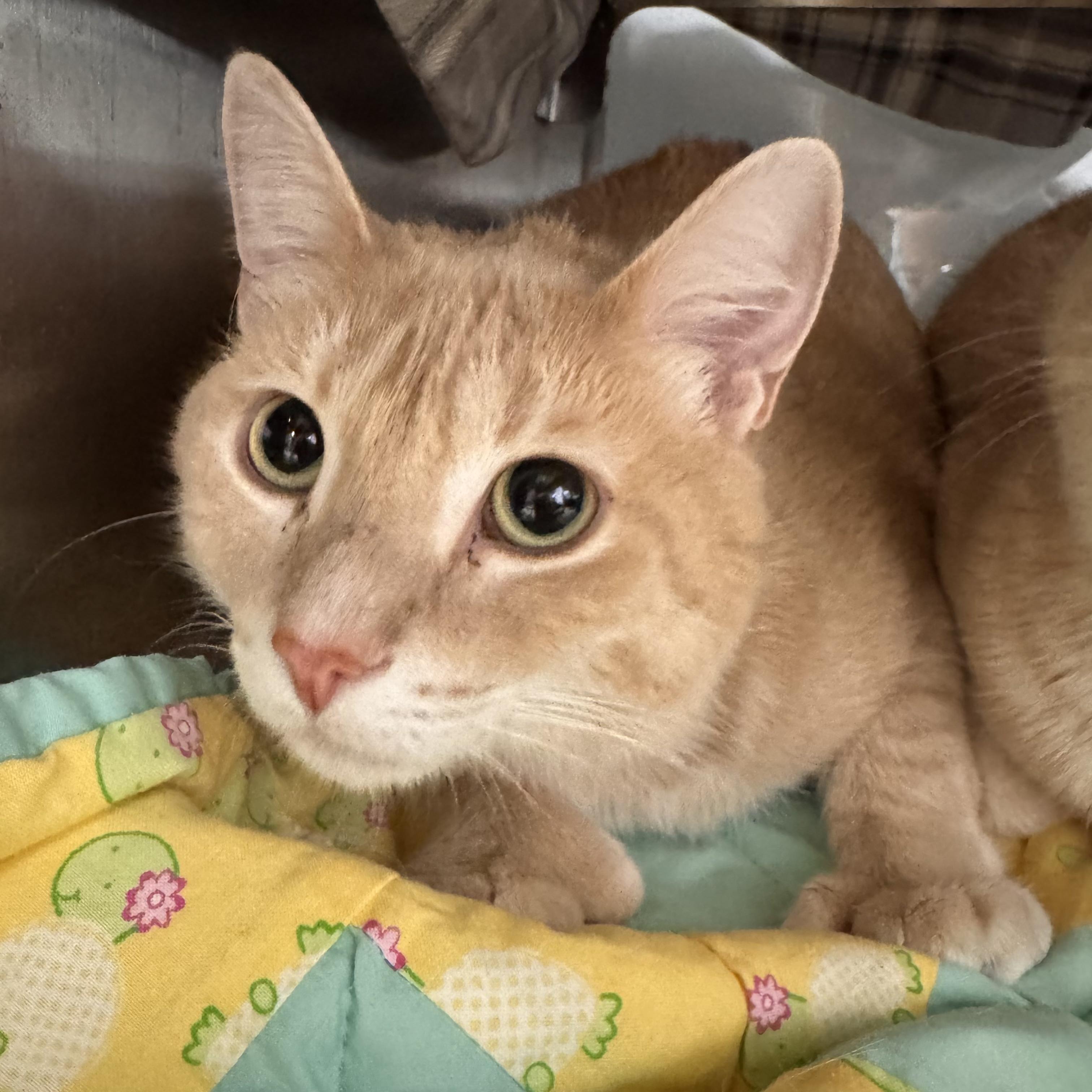 Buttercup and Braxton - Sponsored, an adopted Domestic Short Hair in Midland, MI image 2/6