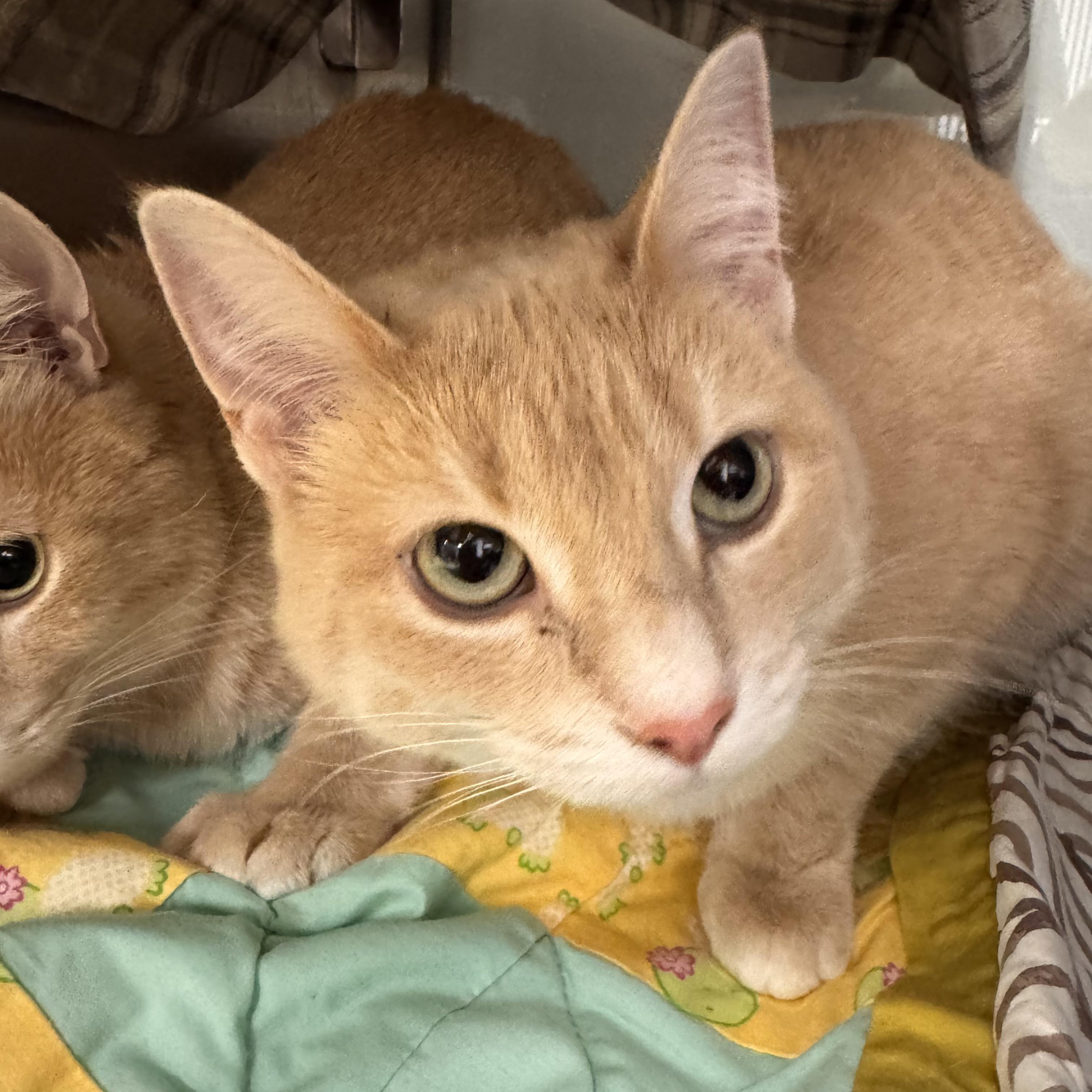 Buttercup and Braxton - Sponsored, an adopted Domestic Short Hair in Midland, MI image 4/6