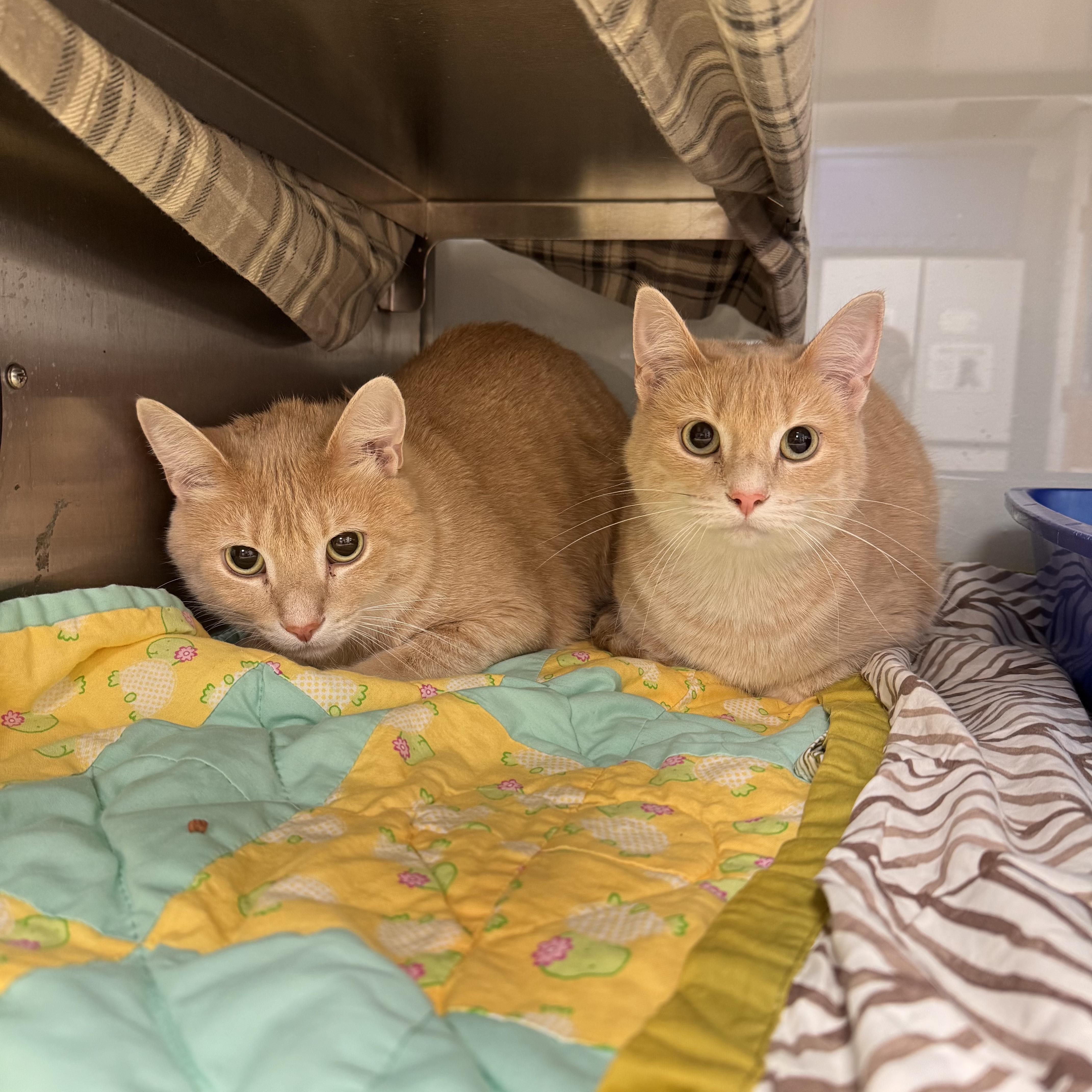 Buttercup and Braxton - Sponsored, an adopted Domestic Short Hair in Midland, MI image 5/6