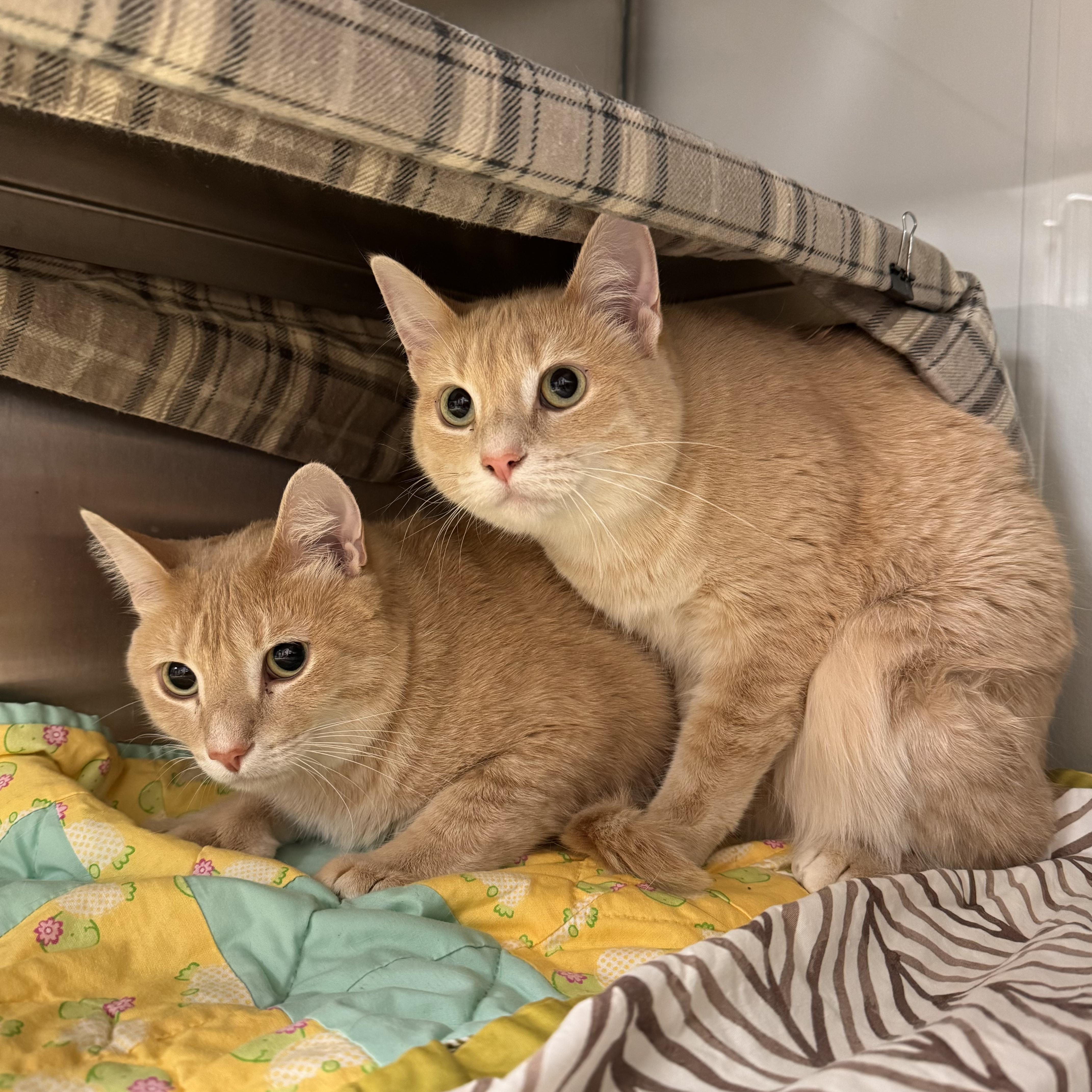 Buttercup and Braxton - Sponsored, adopted, Young Male Domestic Short Hair.