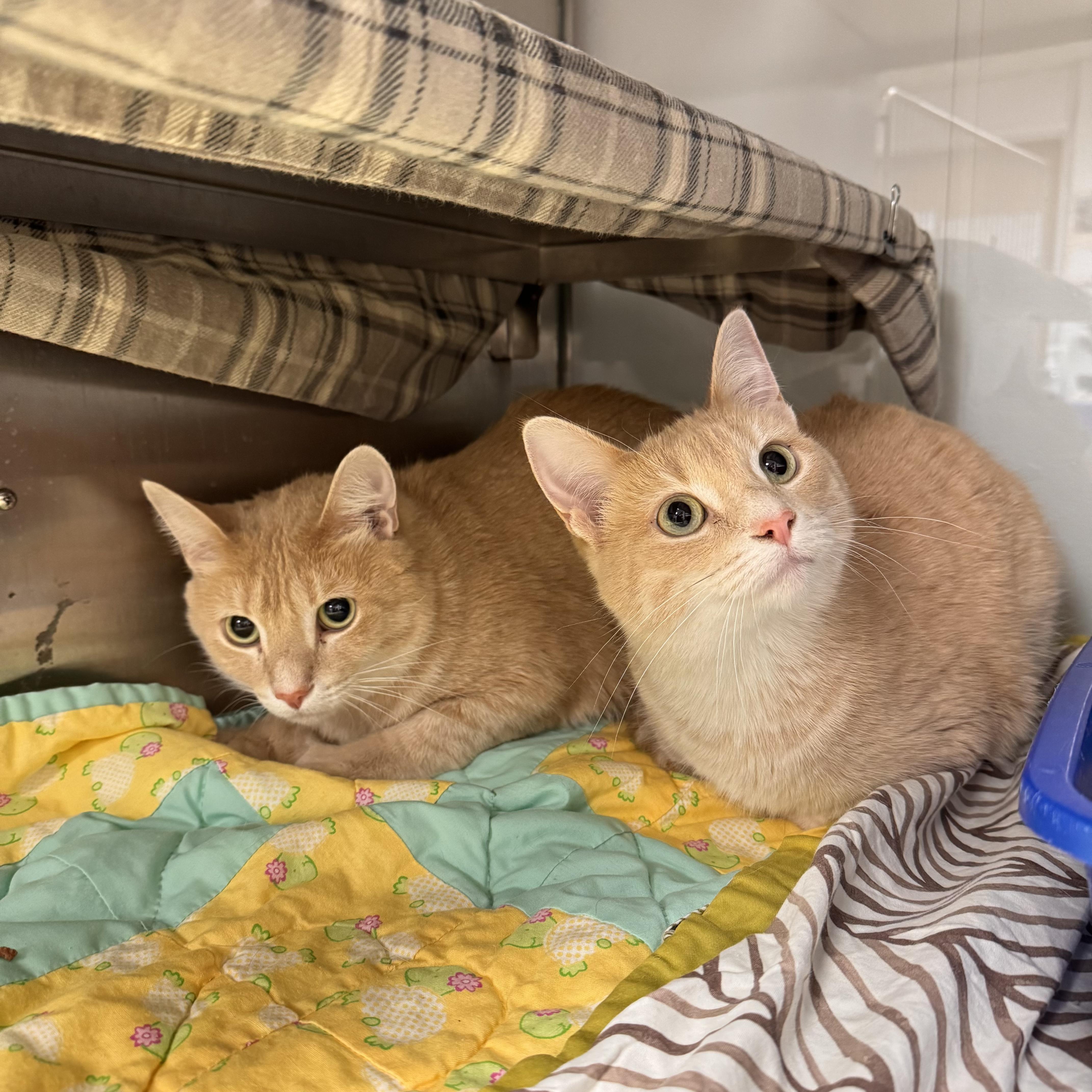 Buttercup and Braxton - Sponsored, an adopted Domestic Short Hair in Midland, MI image 6/6
