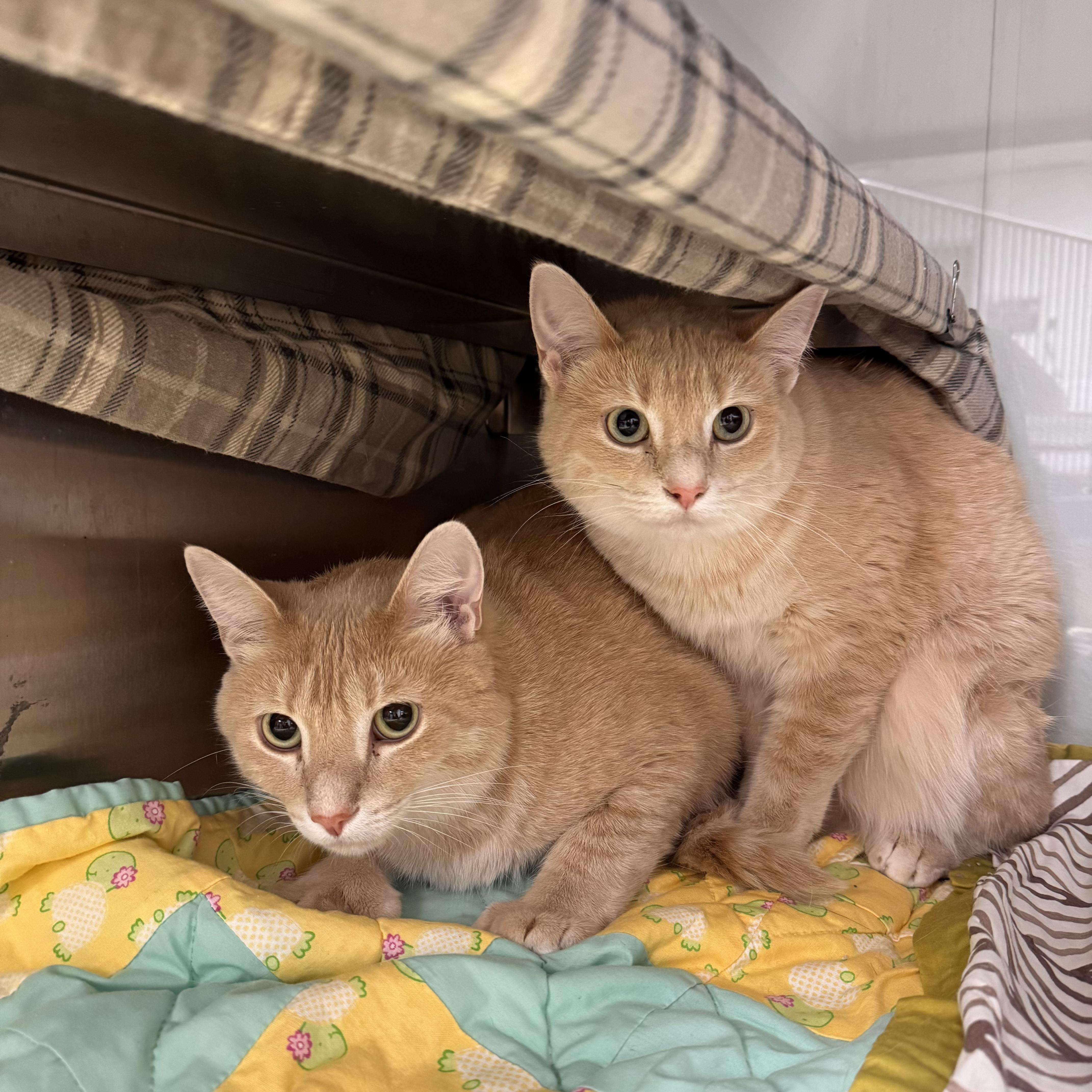 Buttercup and Braxton - Sponsored, an adopted Domestic Short Hair in Midland, MI image 3/6