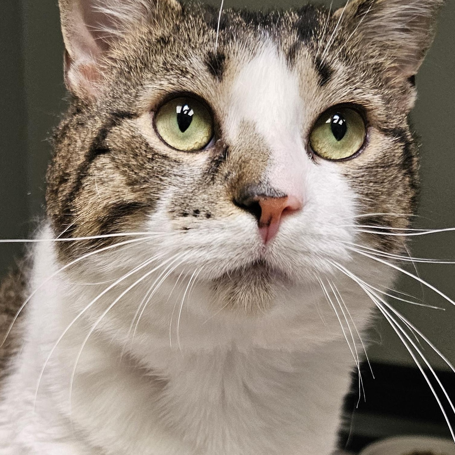 Thomas, adopted, Young Male Domestic Short Hair.