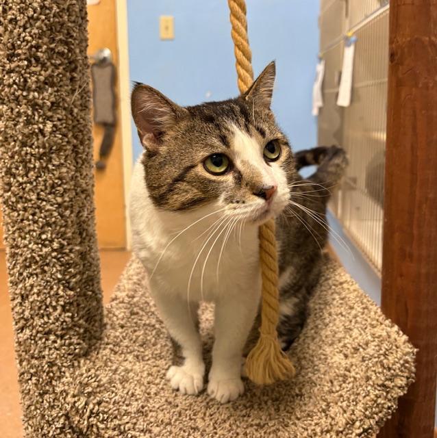 Thomas, an adopted Domestic Short Hair in Norwalk, CT image 3/3