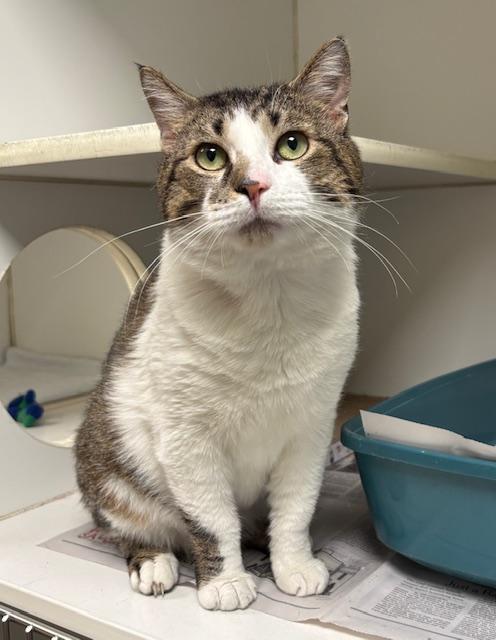 Thomas, an adopted Domestic Short Hair in Norwalk, CT image 2/3