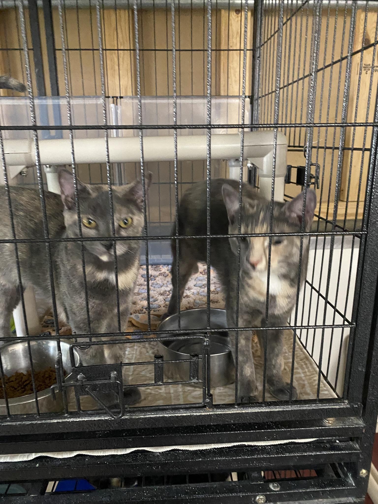 Enlarge Havarti & Swiss, a Adoptable Dilute Calico in New Richmond, WI image 2/2