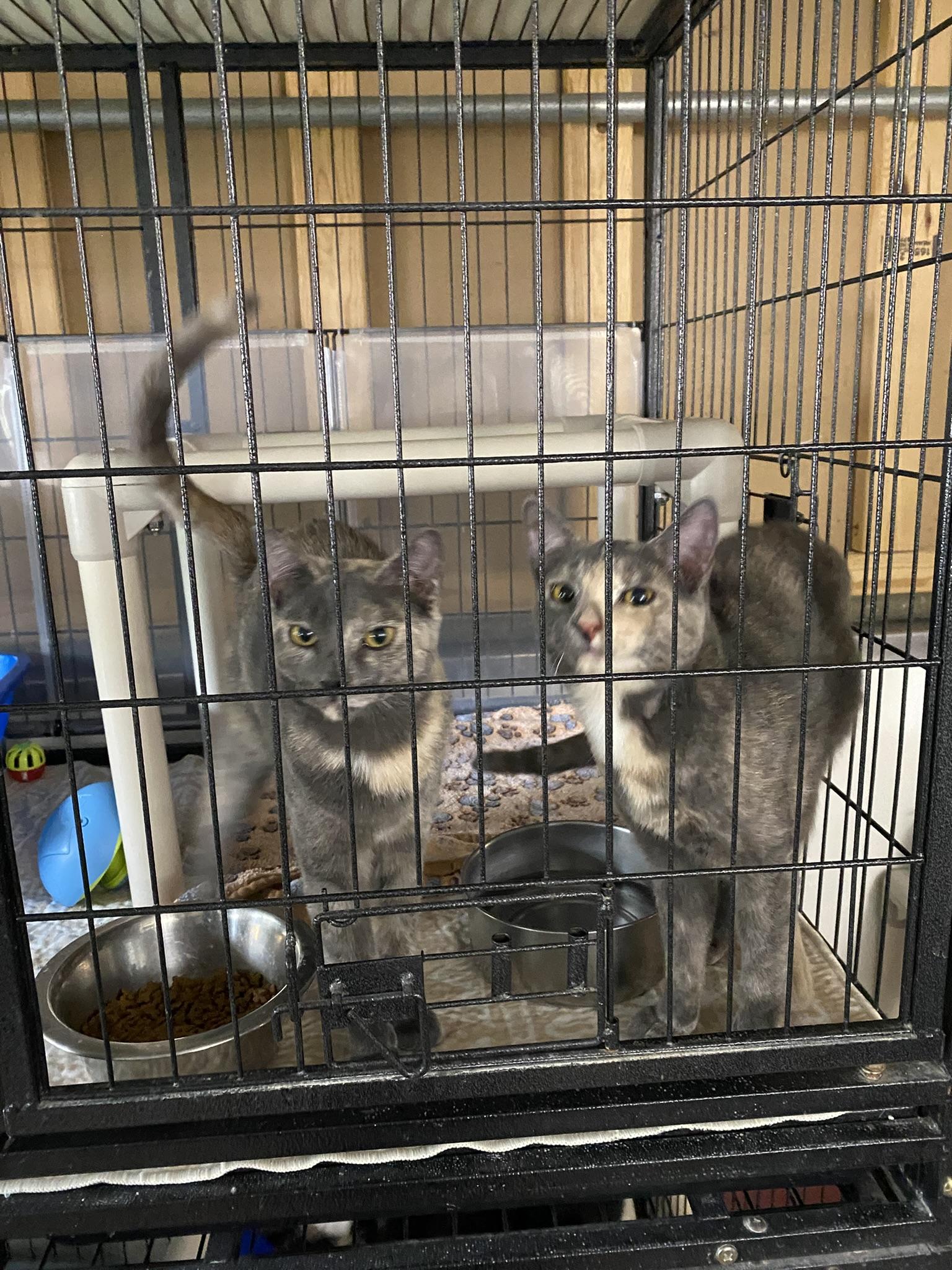 Havarti & Swiss, Adoptable, Kitten Female Dilute Calico.