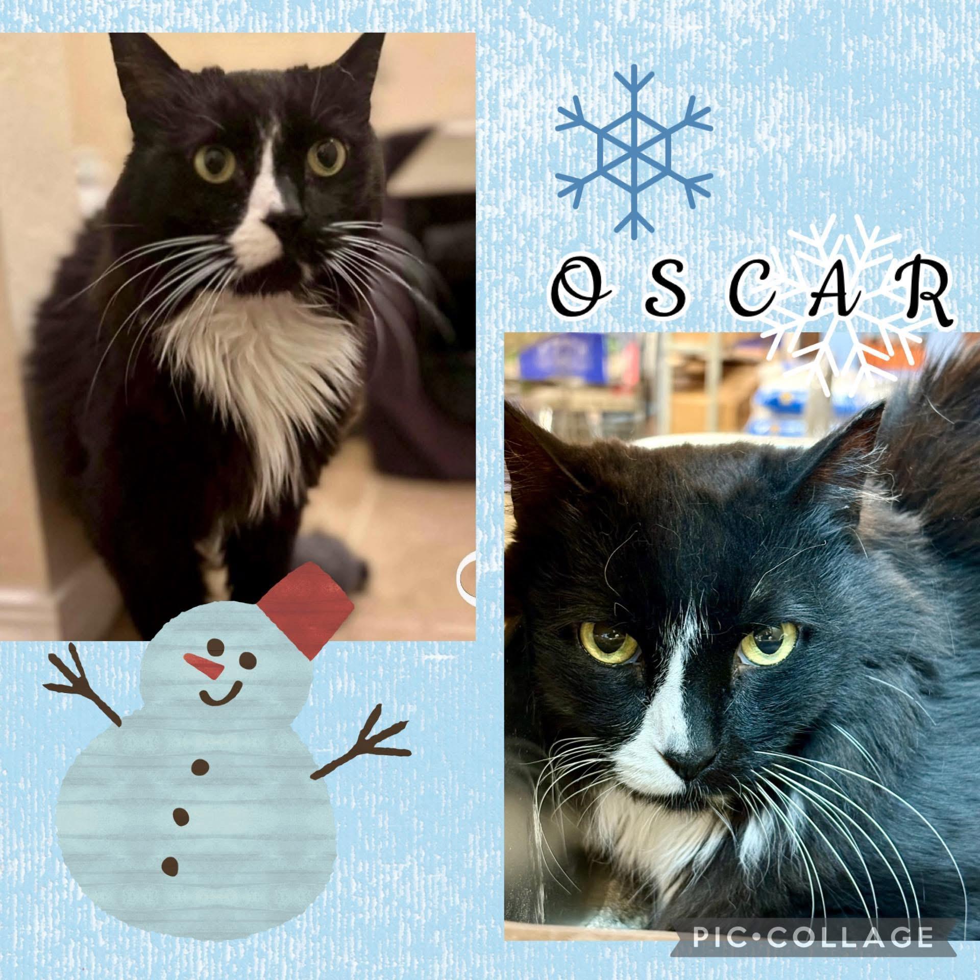 OSCAR, ADOPTABLE, Adult Male Tuxedo.