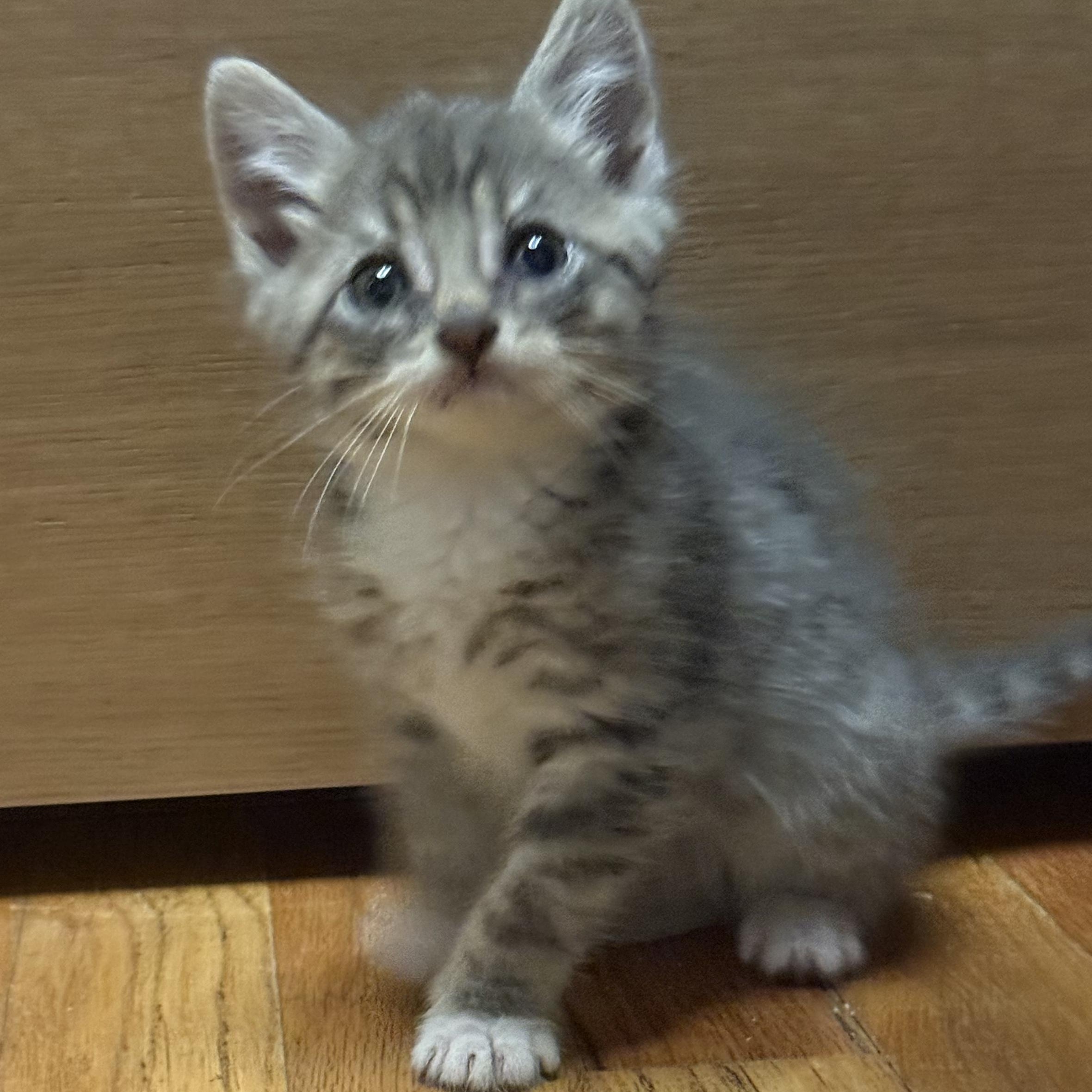 Archer, a Adoptable Domestic Short Hair in Moriches, NY image 2/3