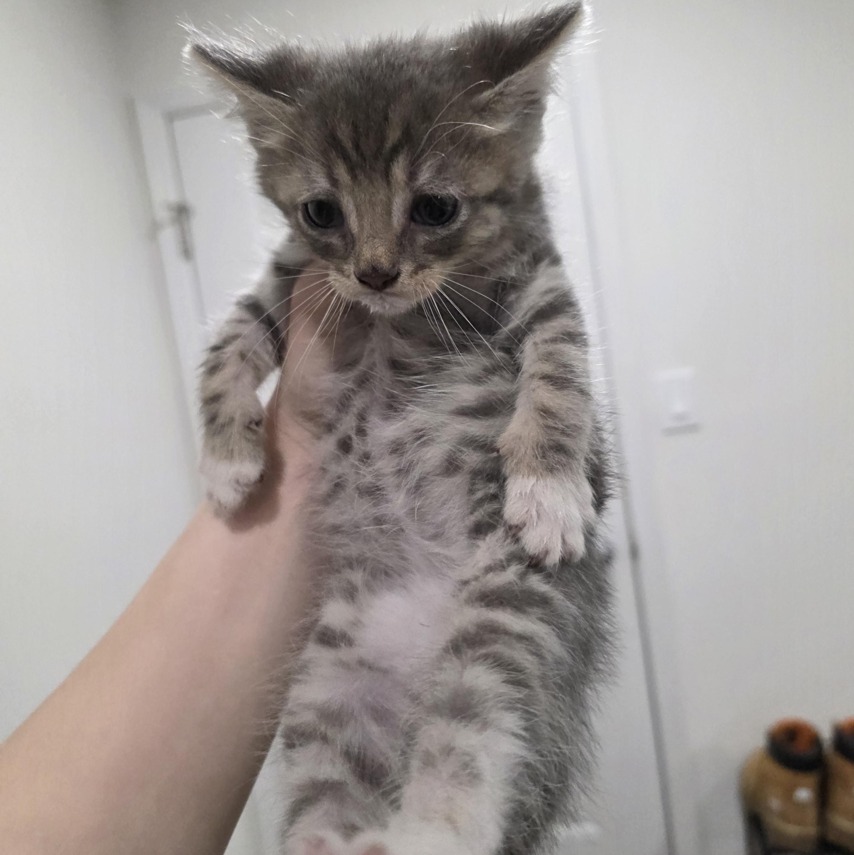 Archer, a Adoptable Domestic Short Hair in Moriches, NY image 3/3