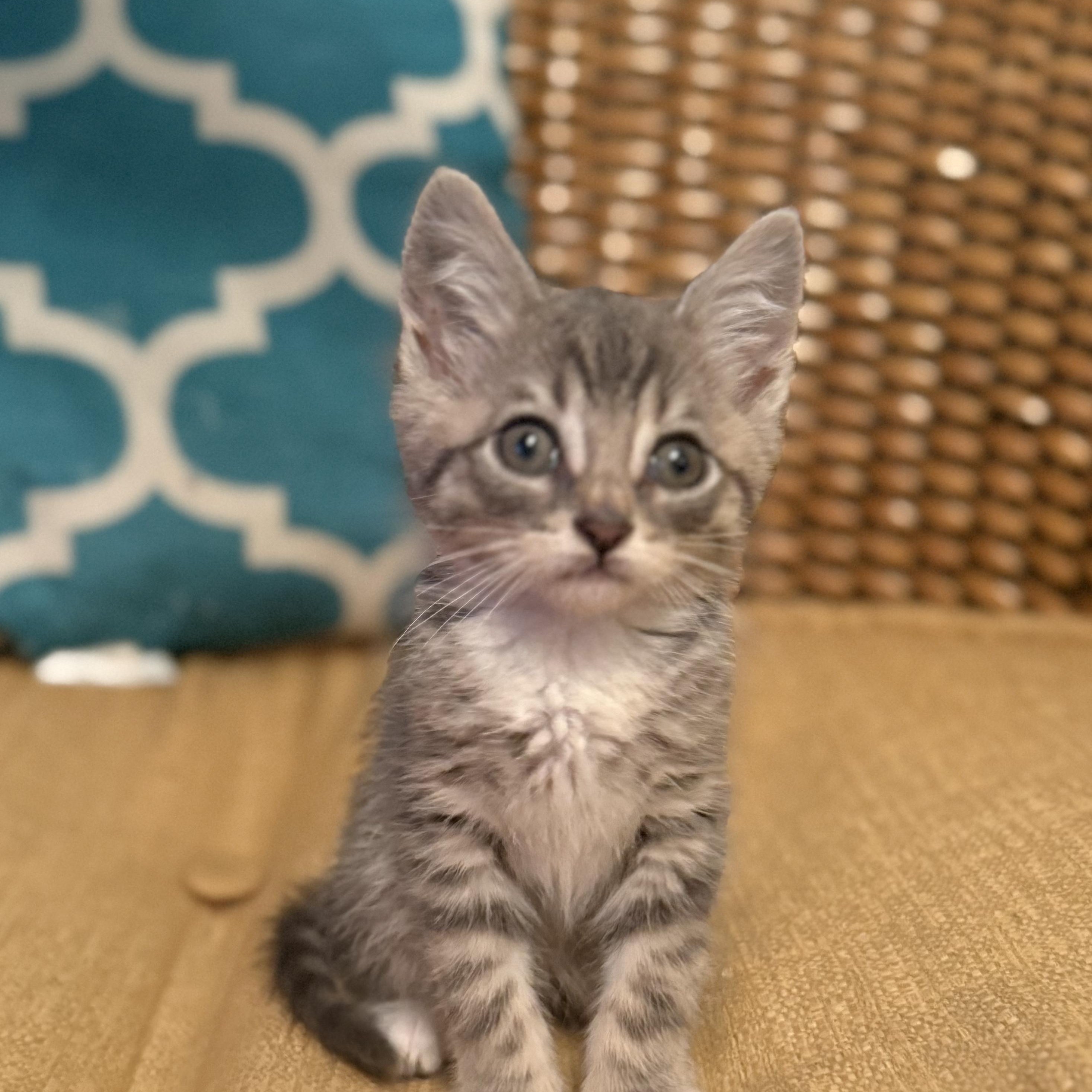 Archer, Adoptable, Kitten Male Domestic Short Hair.