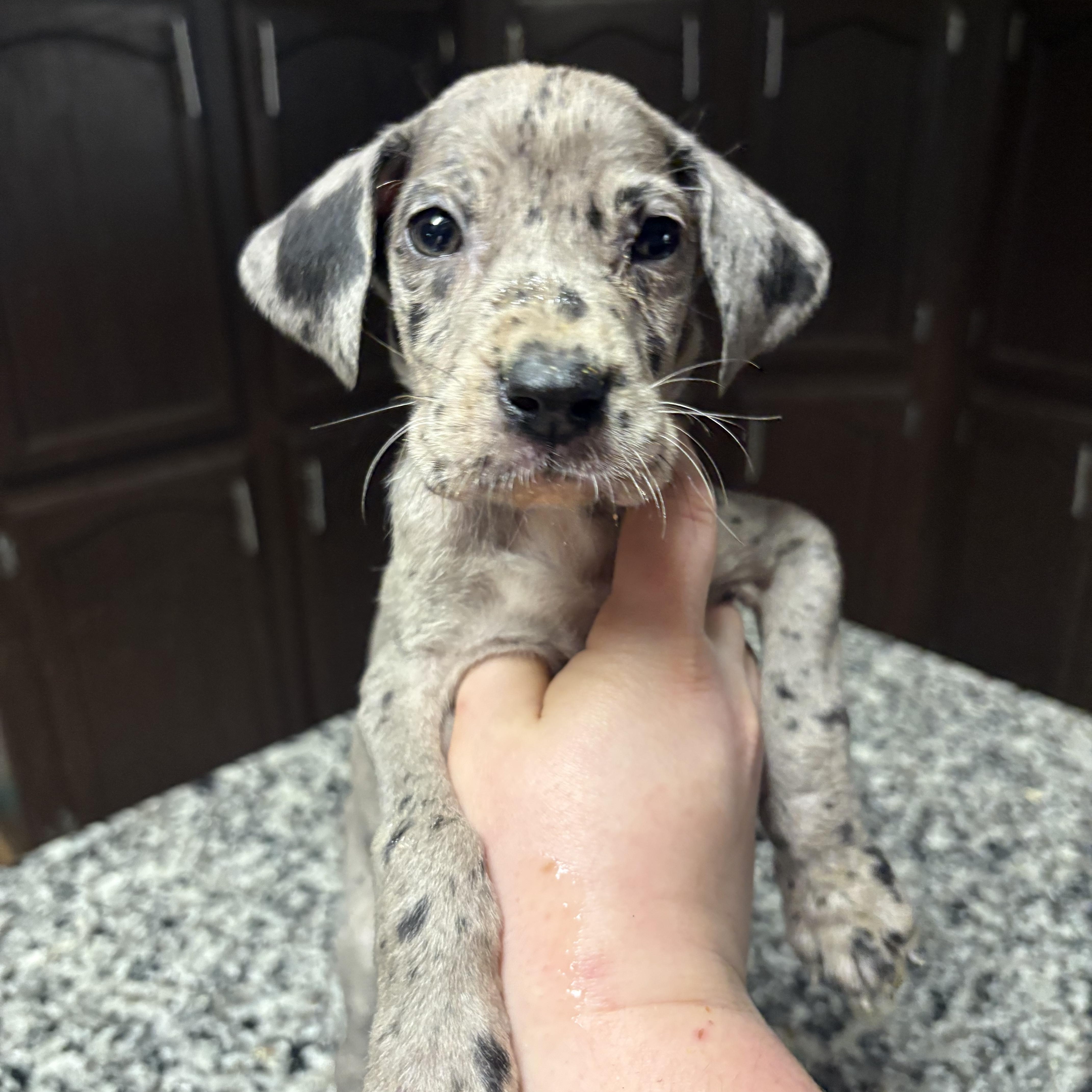 Enlarge Cammy, an adopted Great Dane in Maryville, TN image 1/6