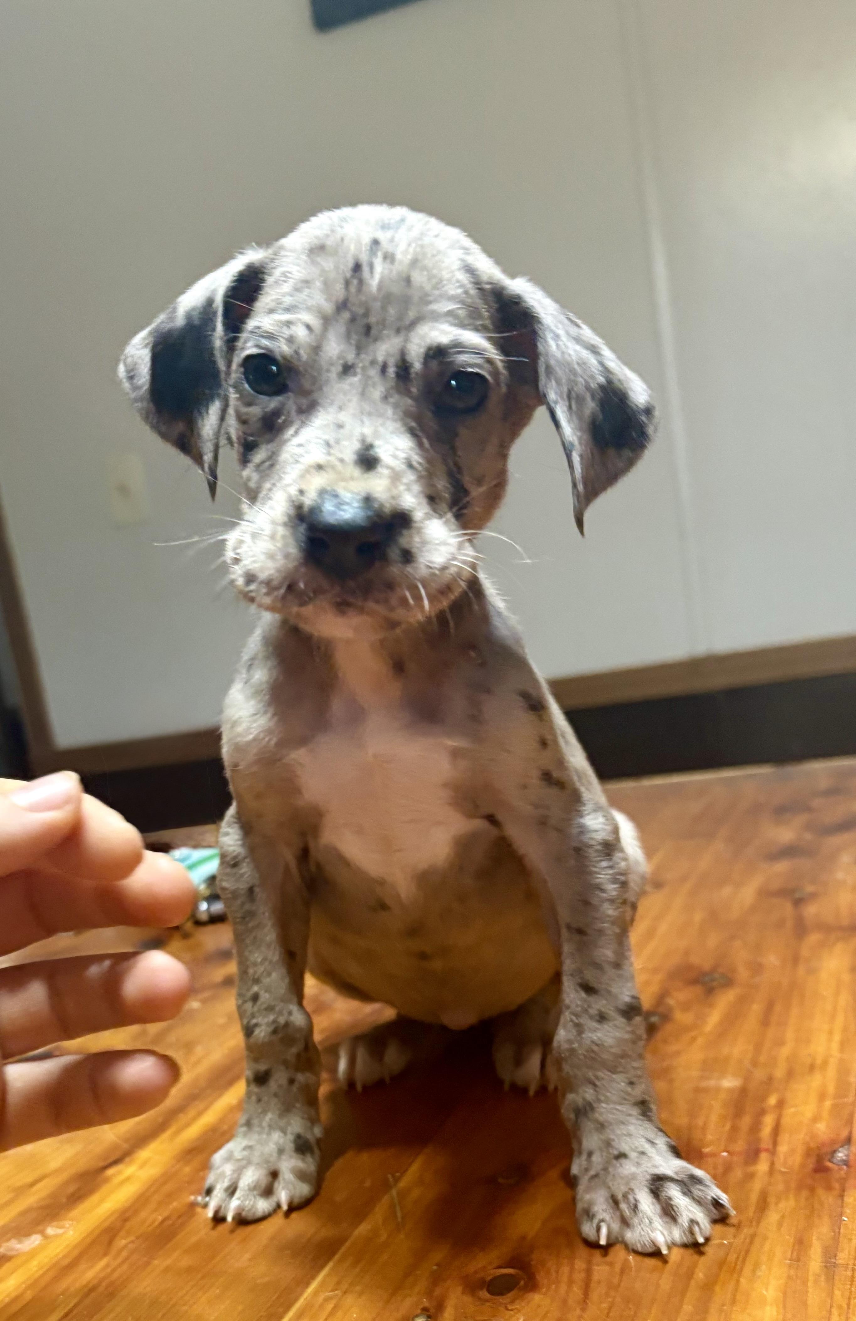 Enlarge Cammy, an adopted Great Dane in Maryville, TN image 2/6