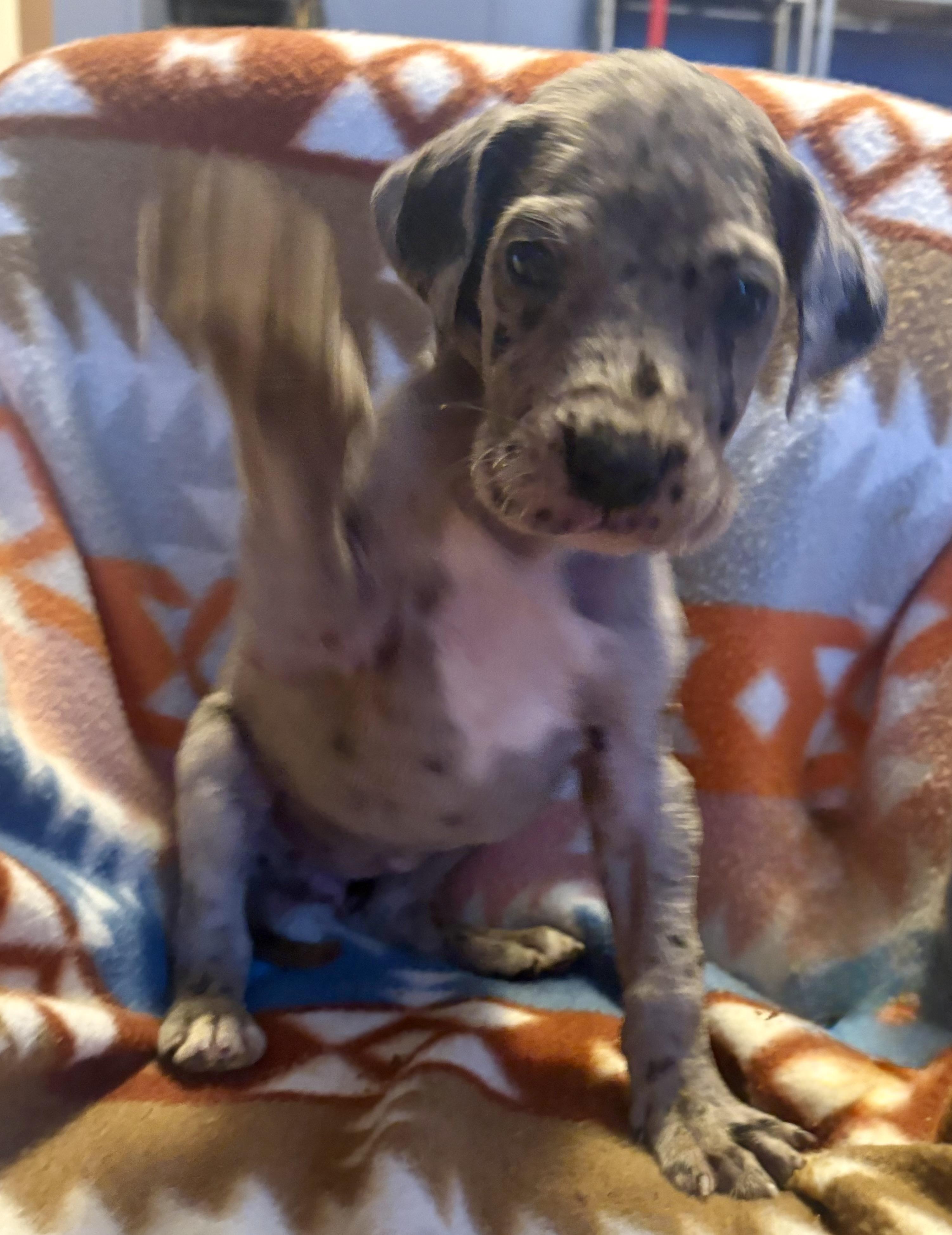 Enlarge Cammy, an adopted Great Dane in Maryville, TN image 3/6