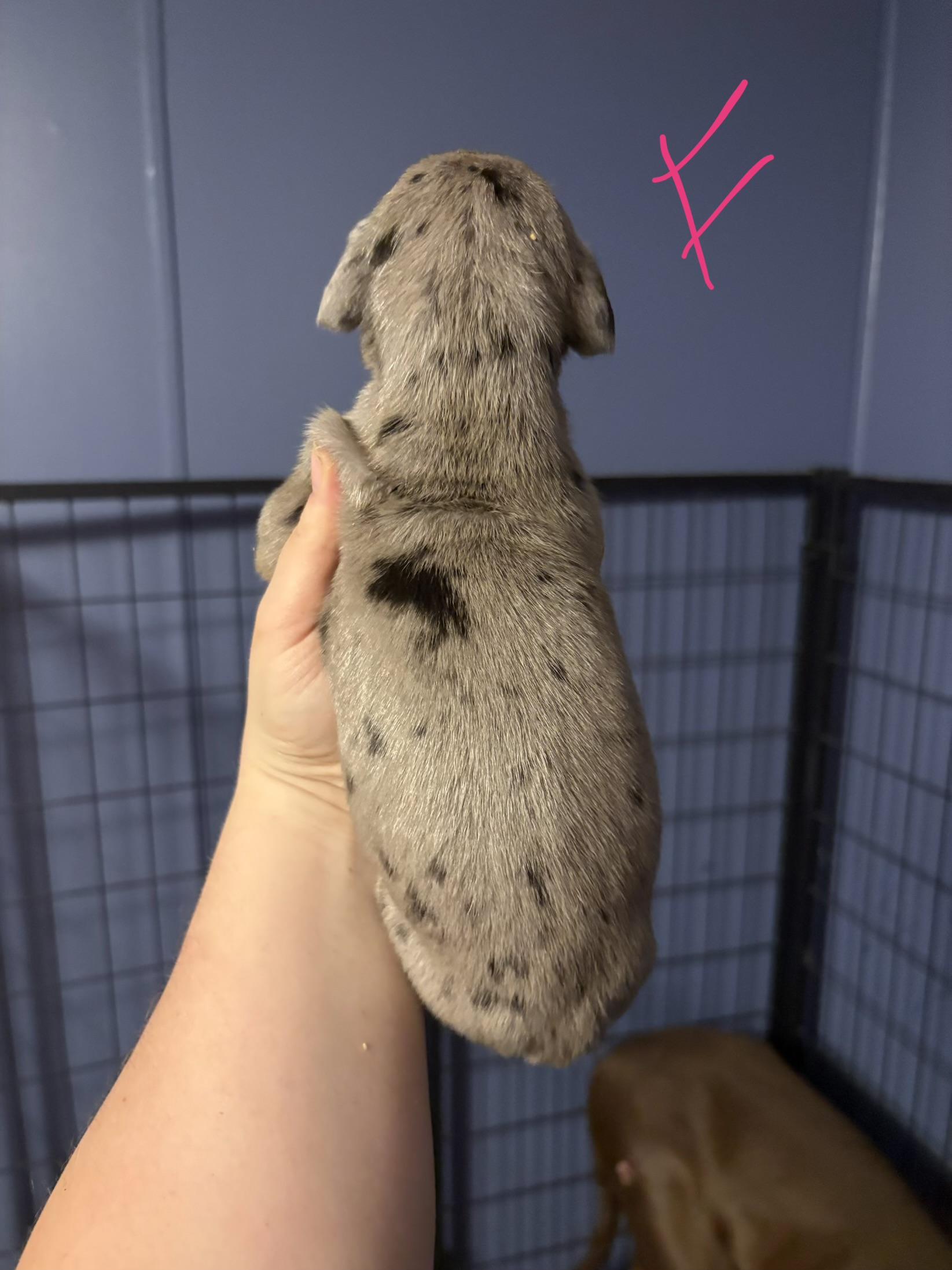 Enlarge Cammy, an adopted Great Dane in Maryville, TN image 5/6