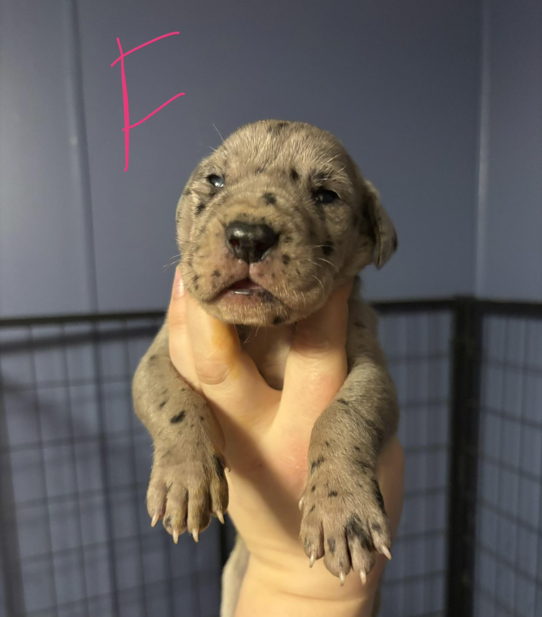 Enlarge Cammy, an adopted Great Dane in Maryville, TN image 6/6