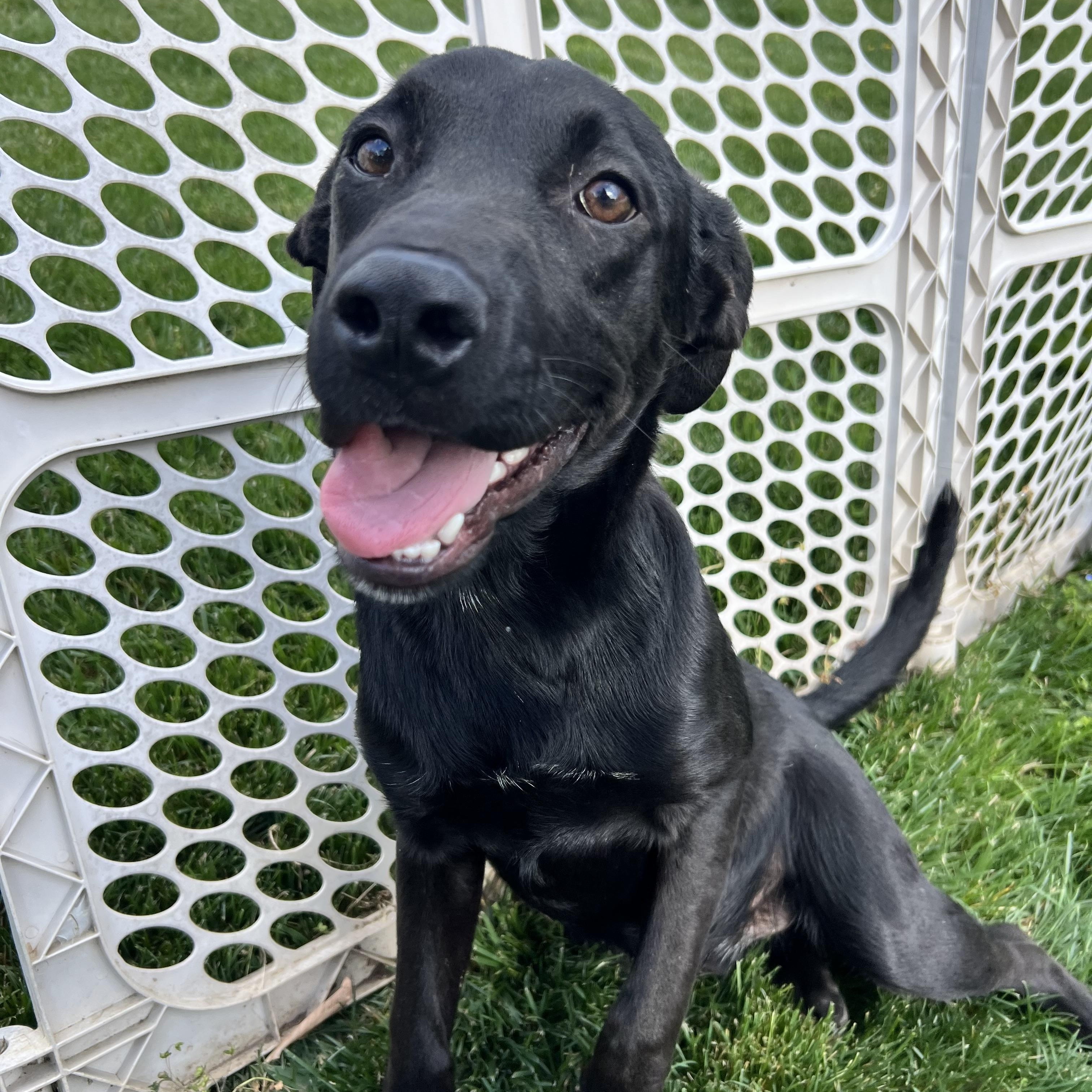 Enlarge Blackie, an adopted mixed breed in Hughesville, MD image 4/6