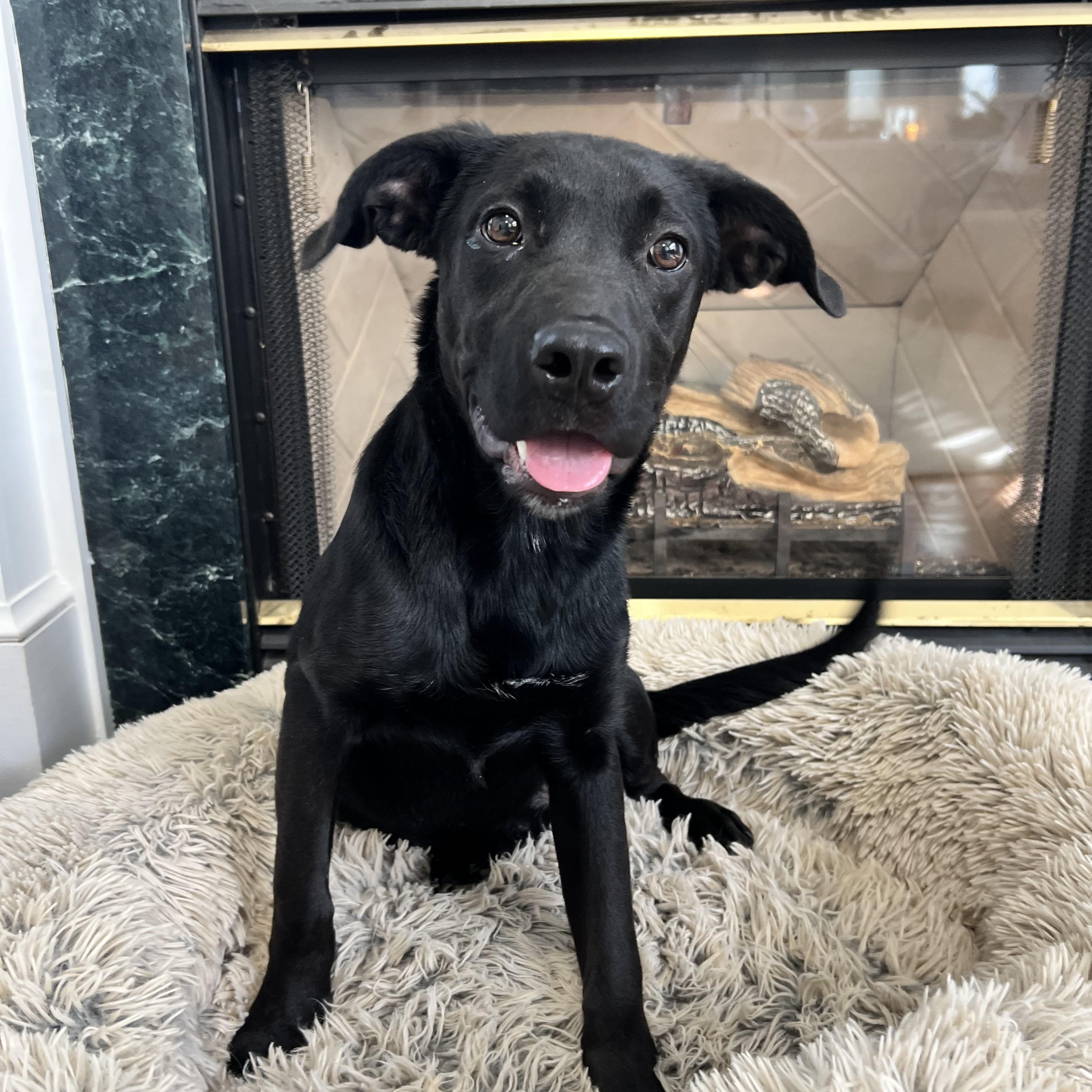 Enlarge Blackie, an adopted mixed breed in Hughesville, MD image 6/6