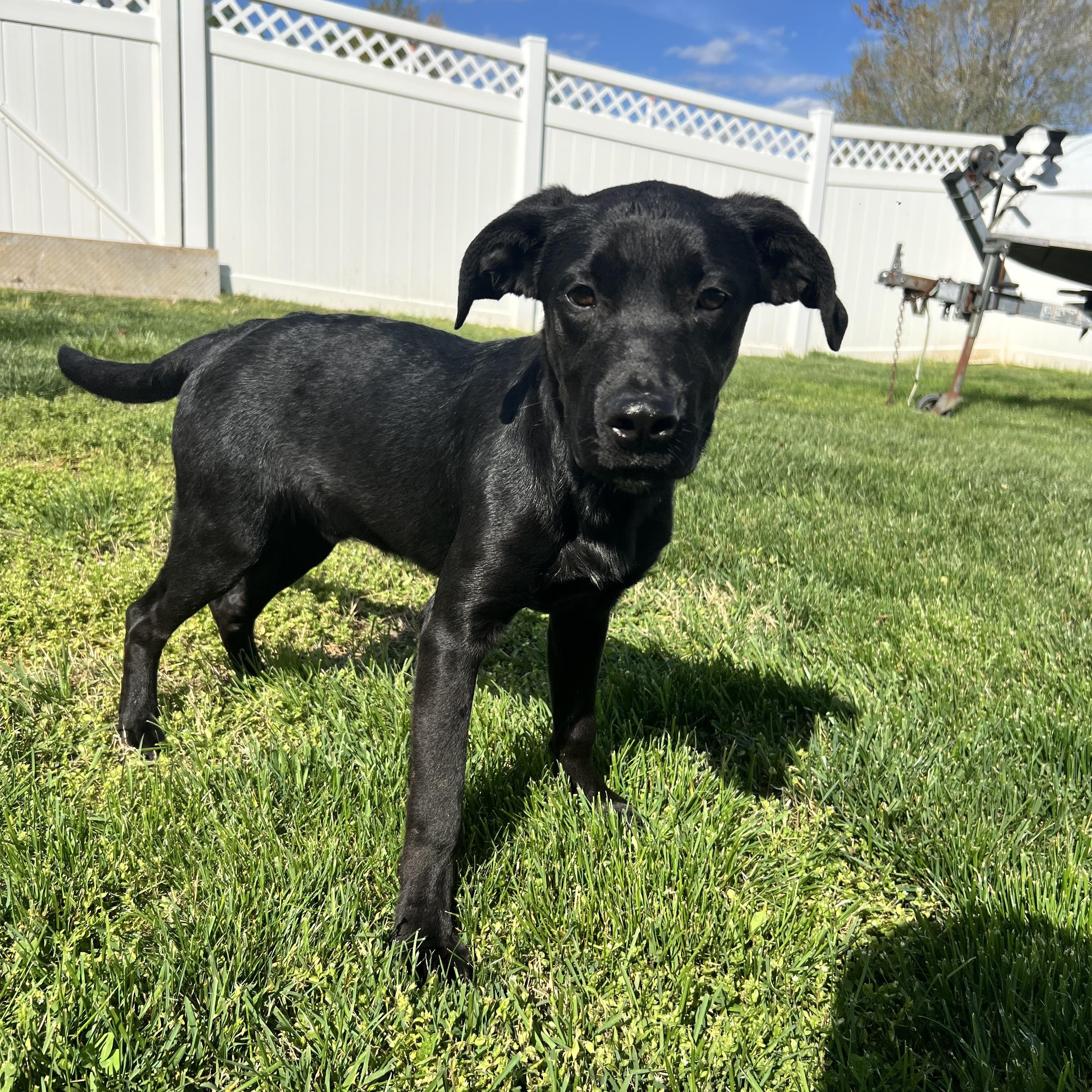 Enlarge Blackie, an adopted mixed breed in Hughesville, MD image 5/6