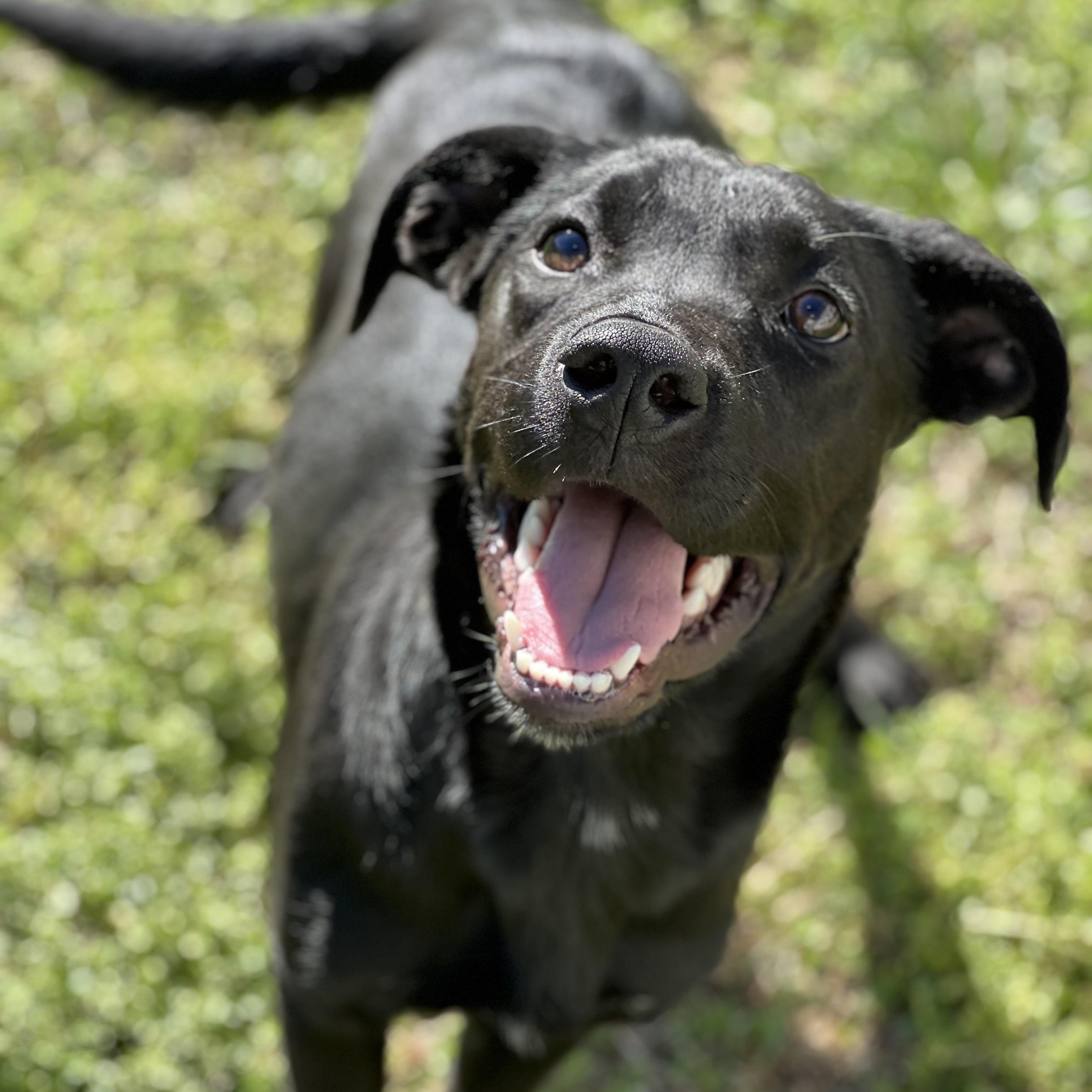 Enlarge Blackie, an adopted mixed breed in Hughesville, MD image 3/6