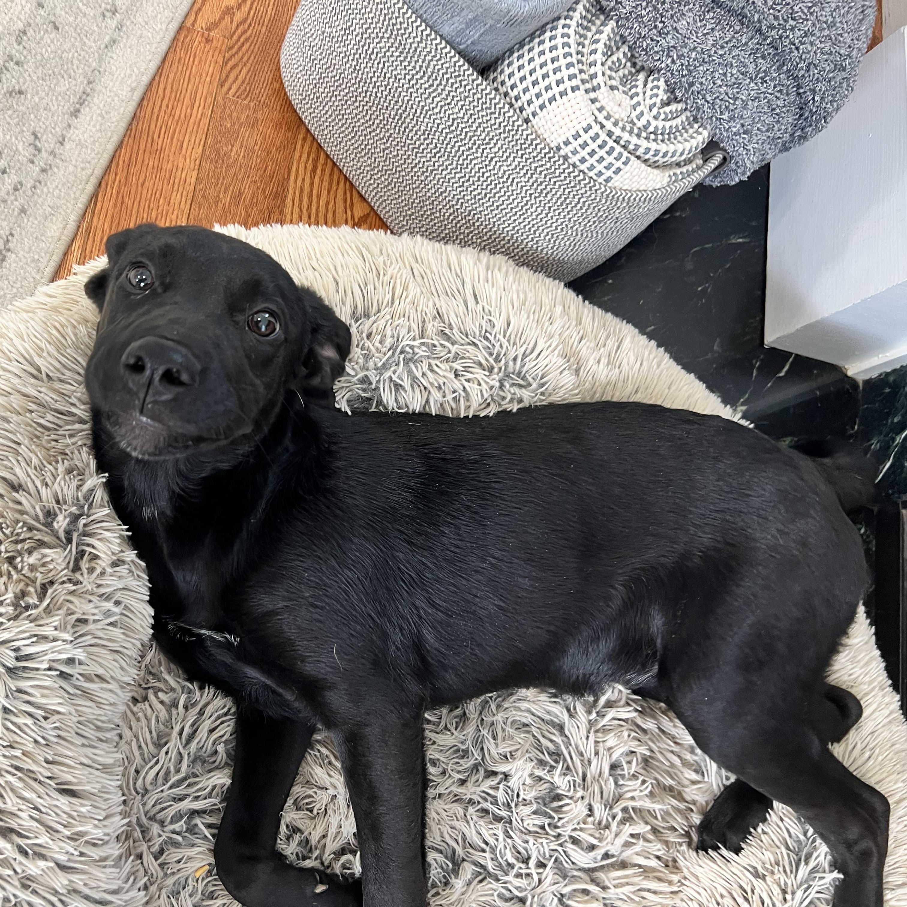 Enlarge Blackie, an adopted mixed breed in Hughesville, MD image 2/6