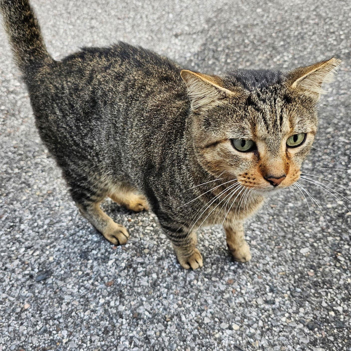 Enlarge Sammy, a Adoptable Domestic Short Hair in St. Cloud, FL image 1/3