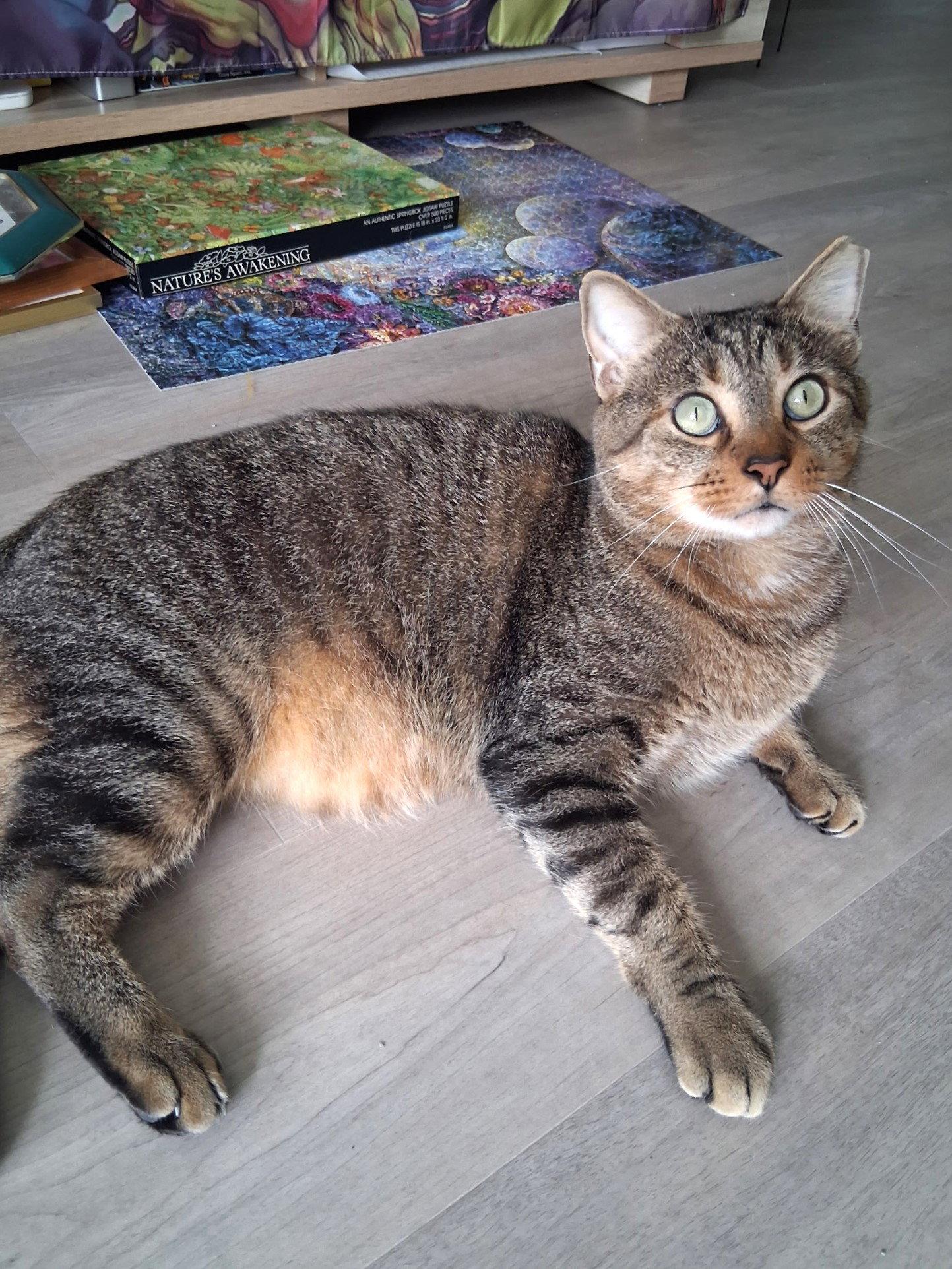 Sammy, a Adoptable Domestic Short Hair in St. Cloud, FL image 2/3