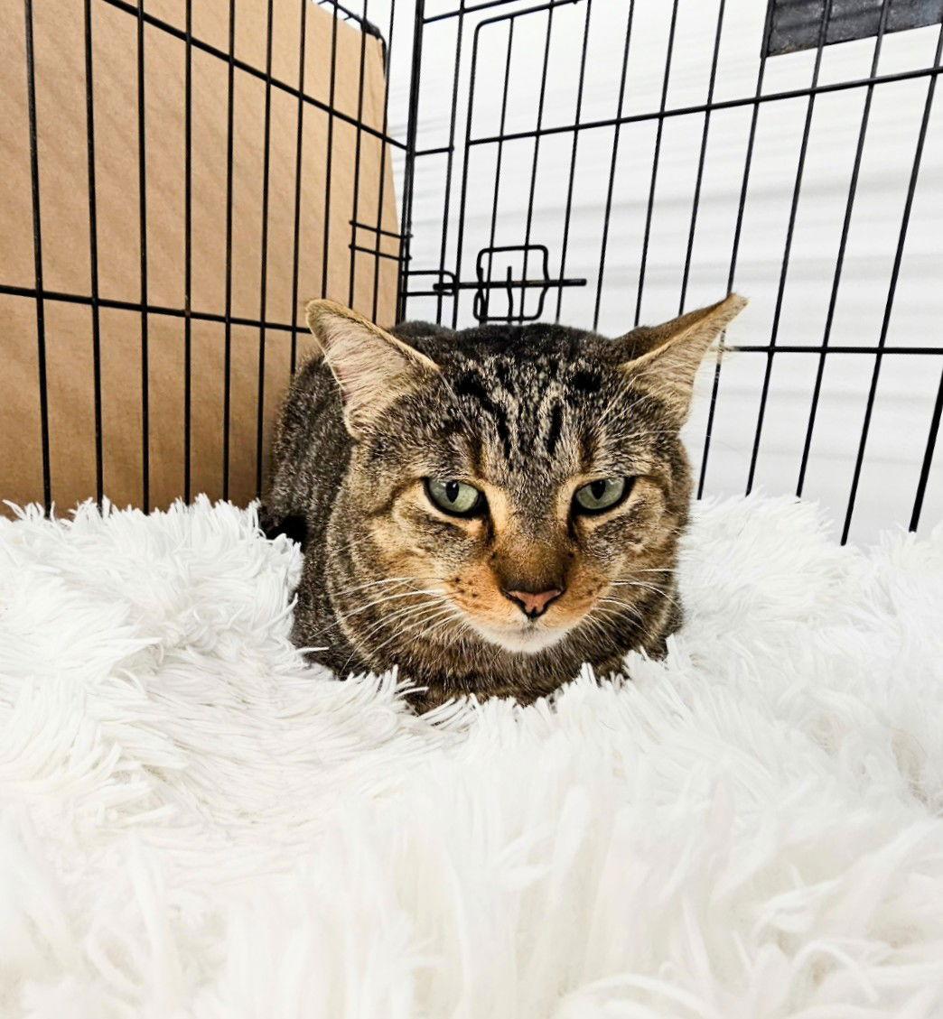 Enlarge Sammy, a Adoptable Domestic Short Hair in St. Cloud, FL image 2/3