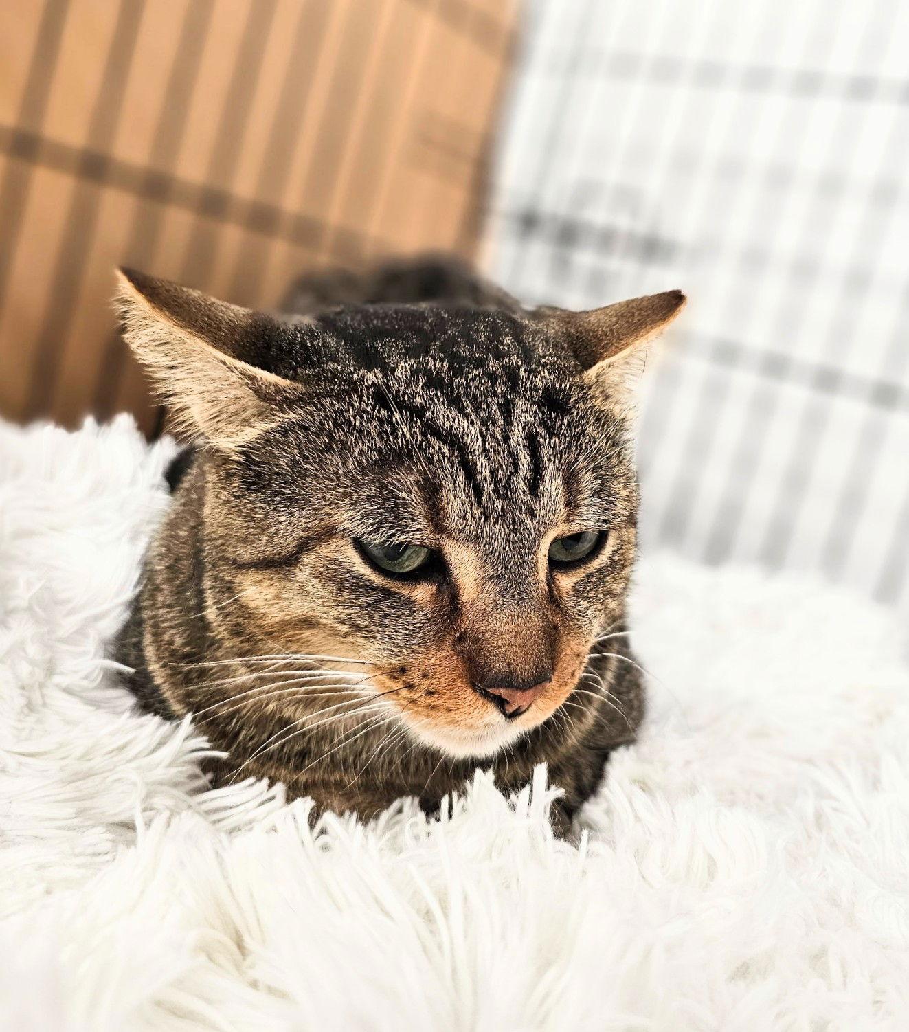 Sammy — thumbnail 3