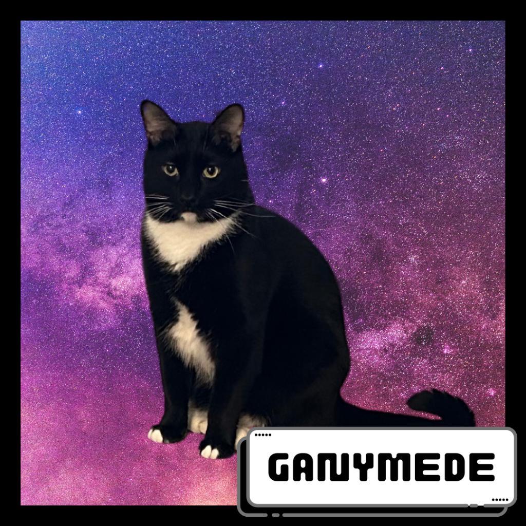 Ganymede, Adoptable, Adult Male Domestic Short Hair.