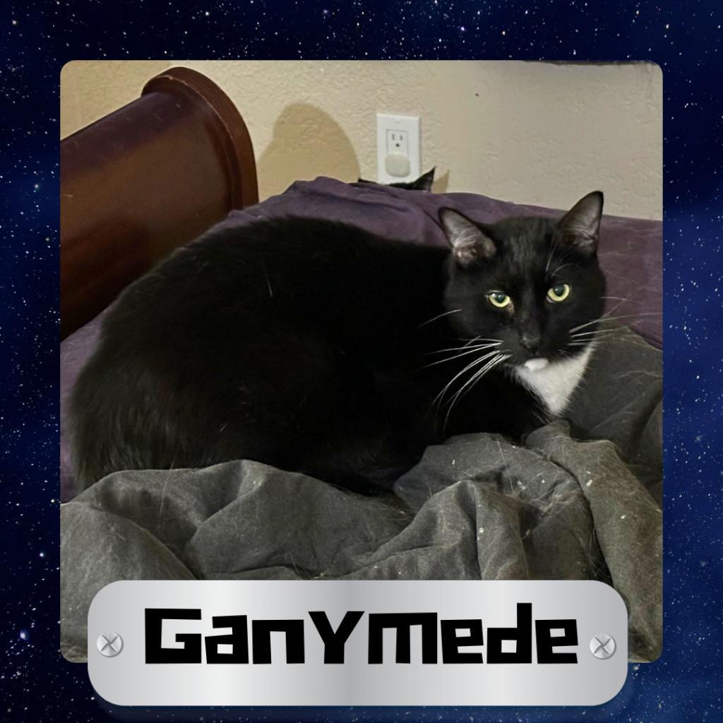 Enlarge Ganymede, a Adoptable Domestic Short Hair in Suisun City, CA image 1/3