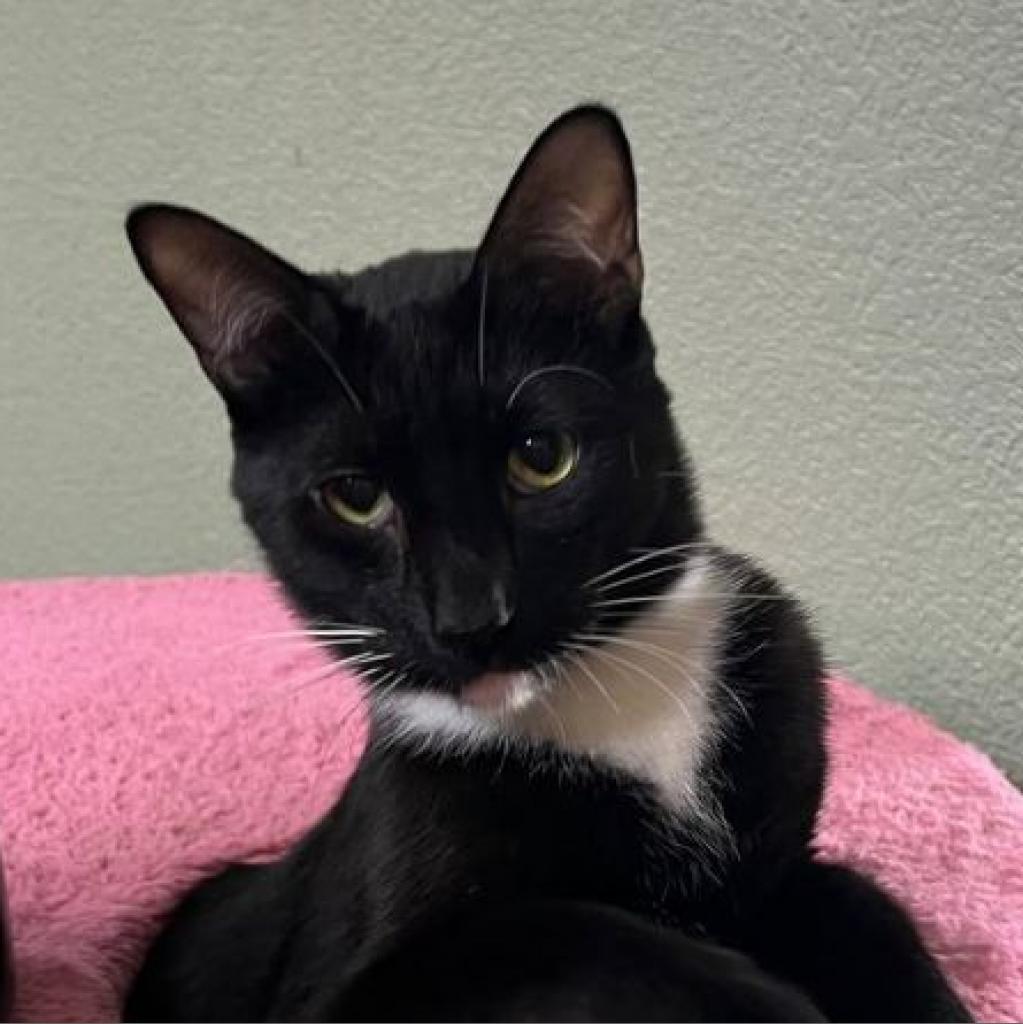 Enlarge Ganymede, a Adoptable Domestic Short Hair in Suisun City, CA image 2/3