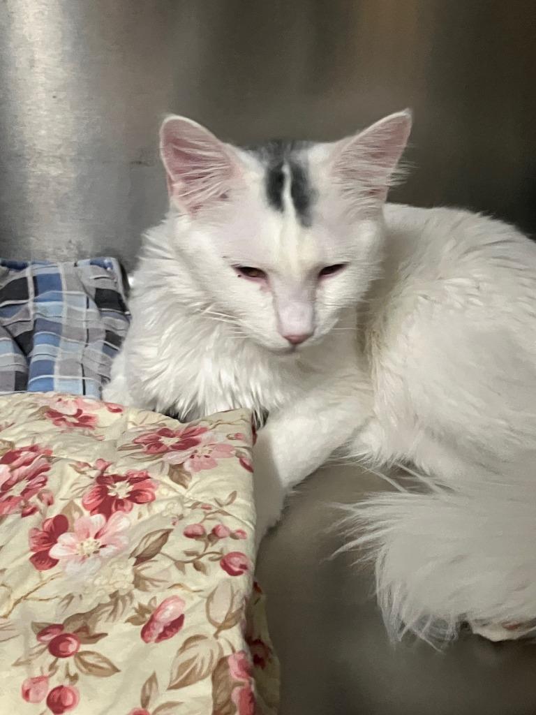 Upton, Adoptable, Young Male Domestic Short Hair.