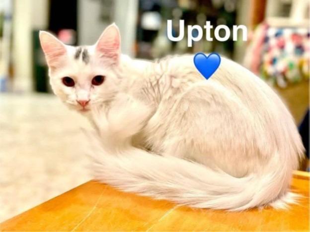 Enlarge Upton, a Adoptable mixed breed in Lunenburg, MA image 1/1
