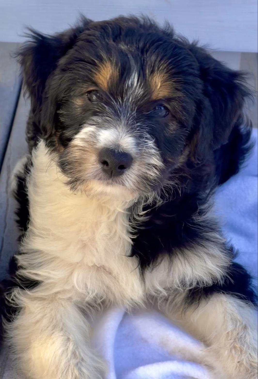 Enlarge Rita, an adopted mixed breed in Hawthorne, CA image 1/4