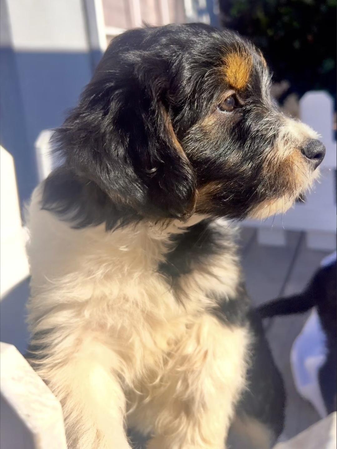 Enlarge Rita, an adopted mixed breed in Hawthorne, CA image 2/4
