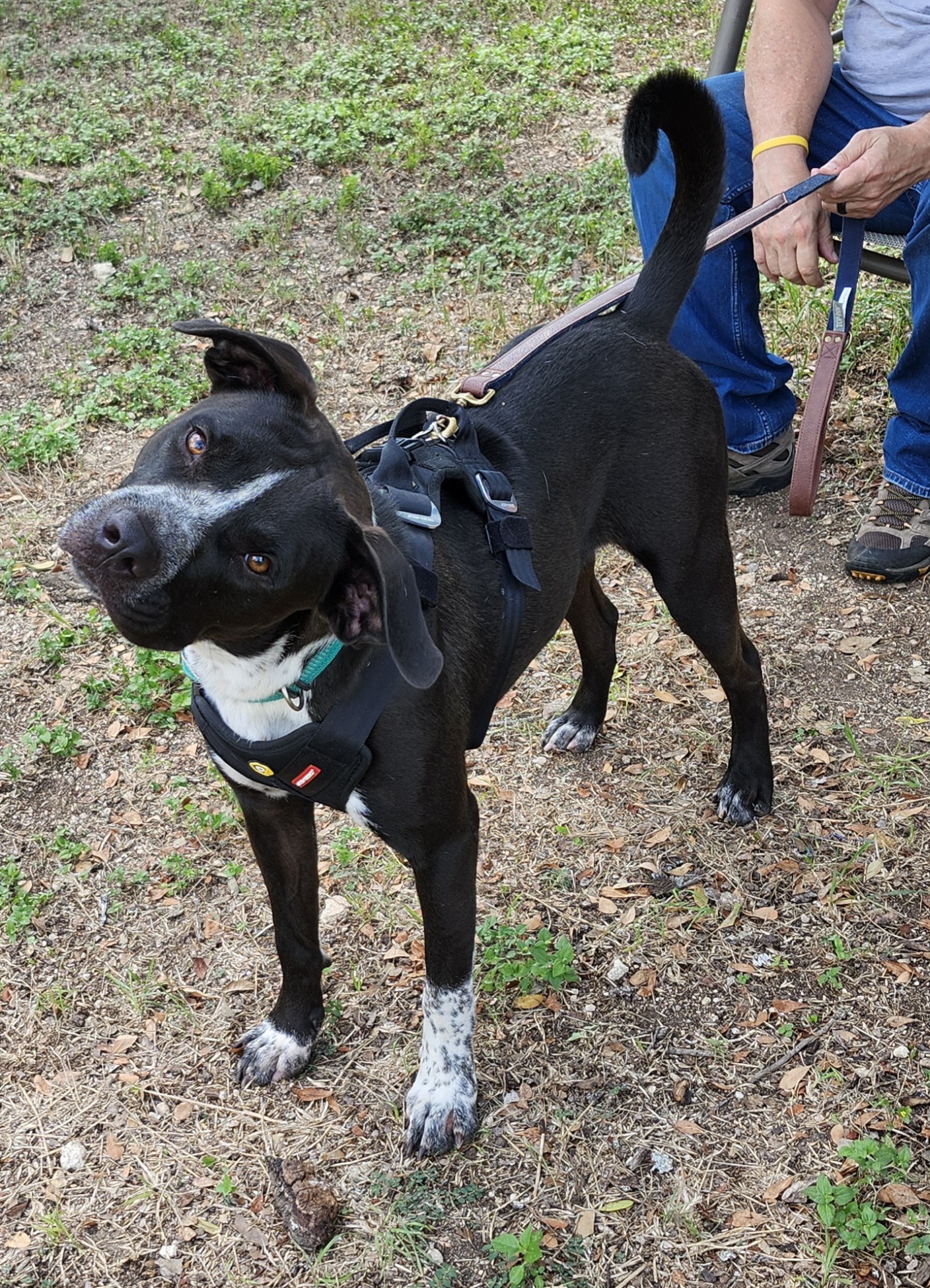 Enlarge Jacks, a Adoptable mixed breed in Bandera, TX image 3/6