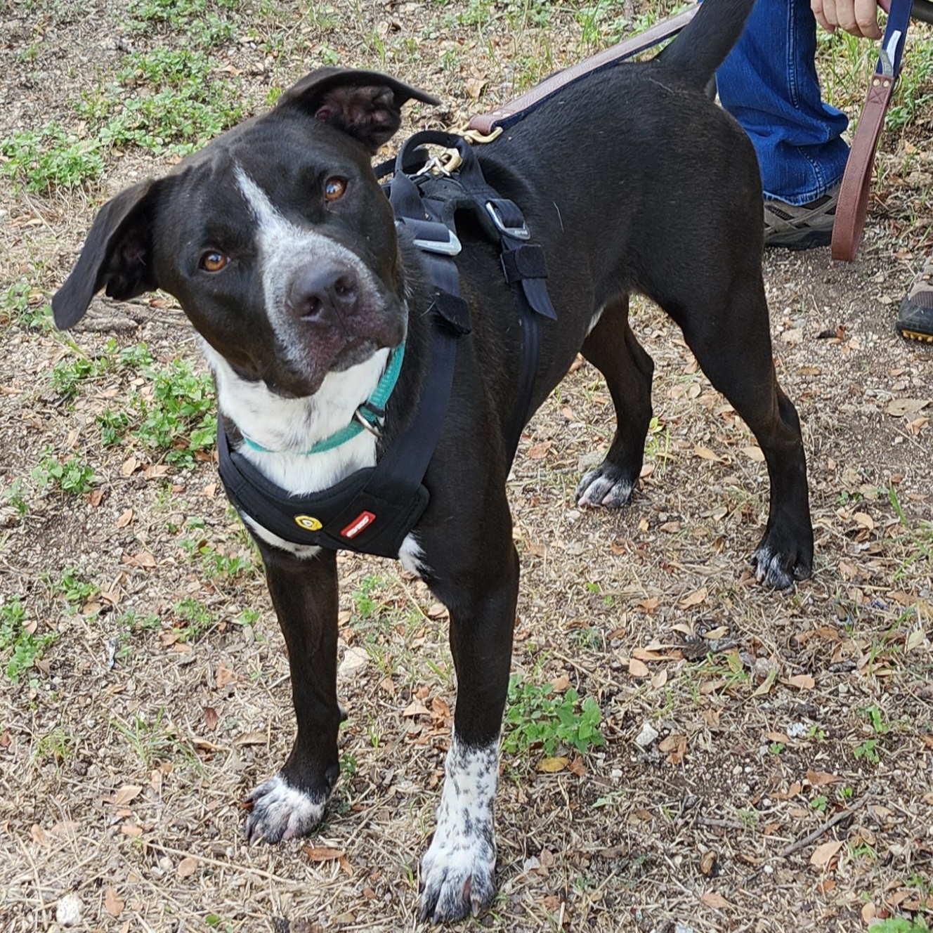 Enlarge Jacks, a Adoptable mixed breed in Bandera, TX image 1/6