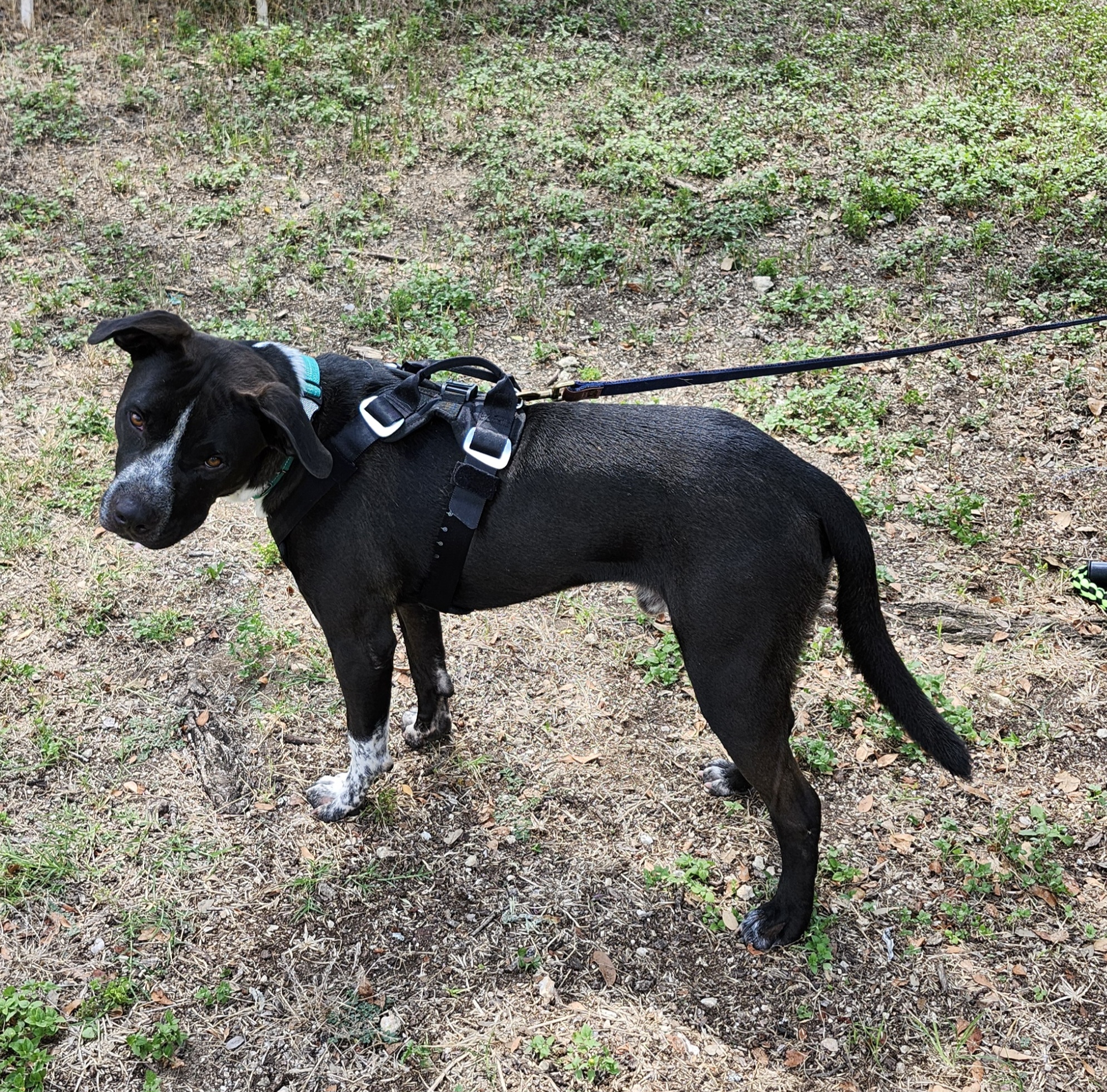 Enlarge Jacks, a Adoptable mixed breed in Bandera, TX image 6/6