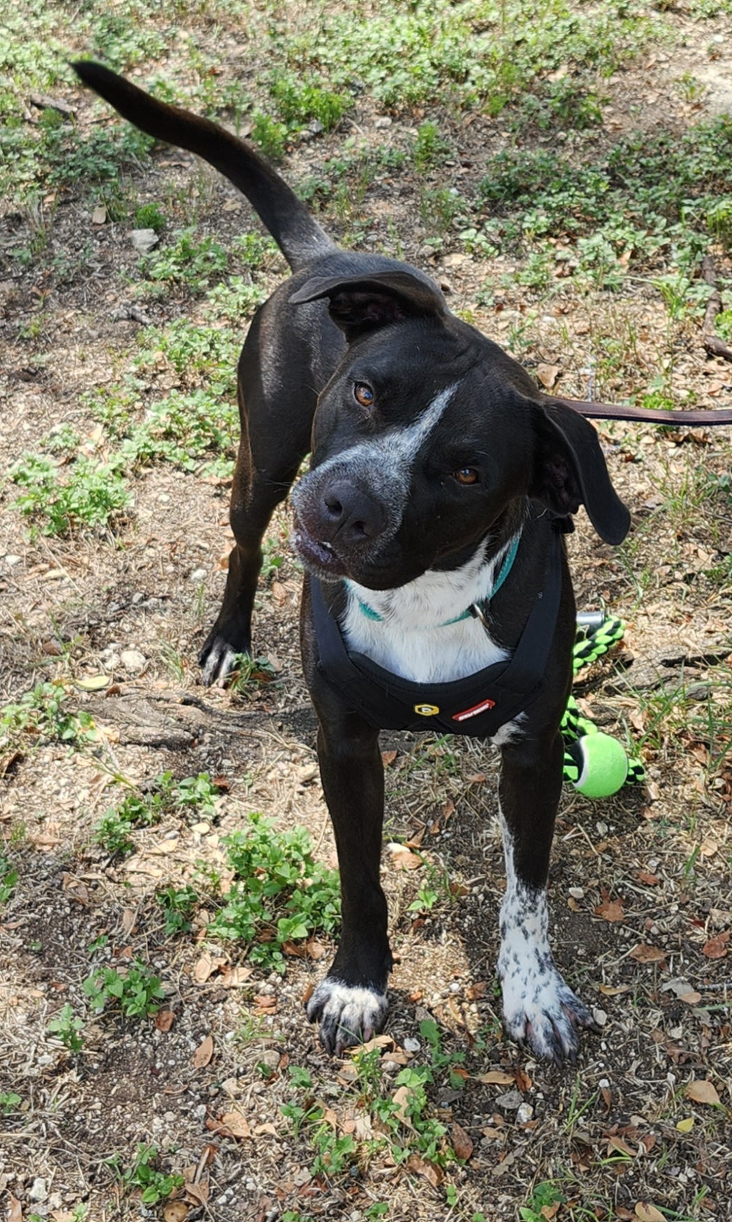 Enlarge Jacks, a Adoptable mixed breed in Bandera, TX image 5/6