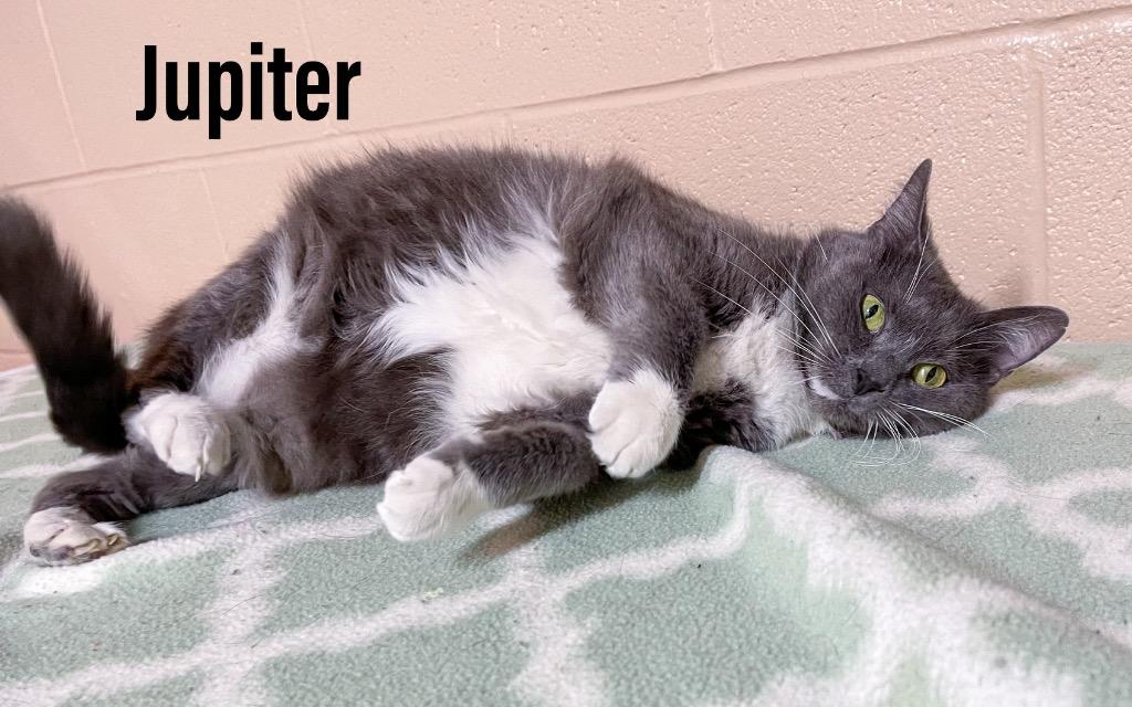 Enlarge Jupiter, a Adoptable mixed breed in Clearfield, KY image 1/1