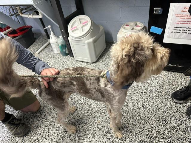 Hercules, Adoptable, Young Male Mixed Breed.
