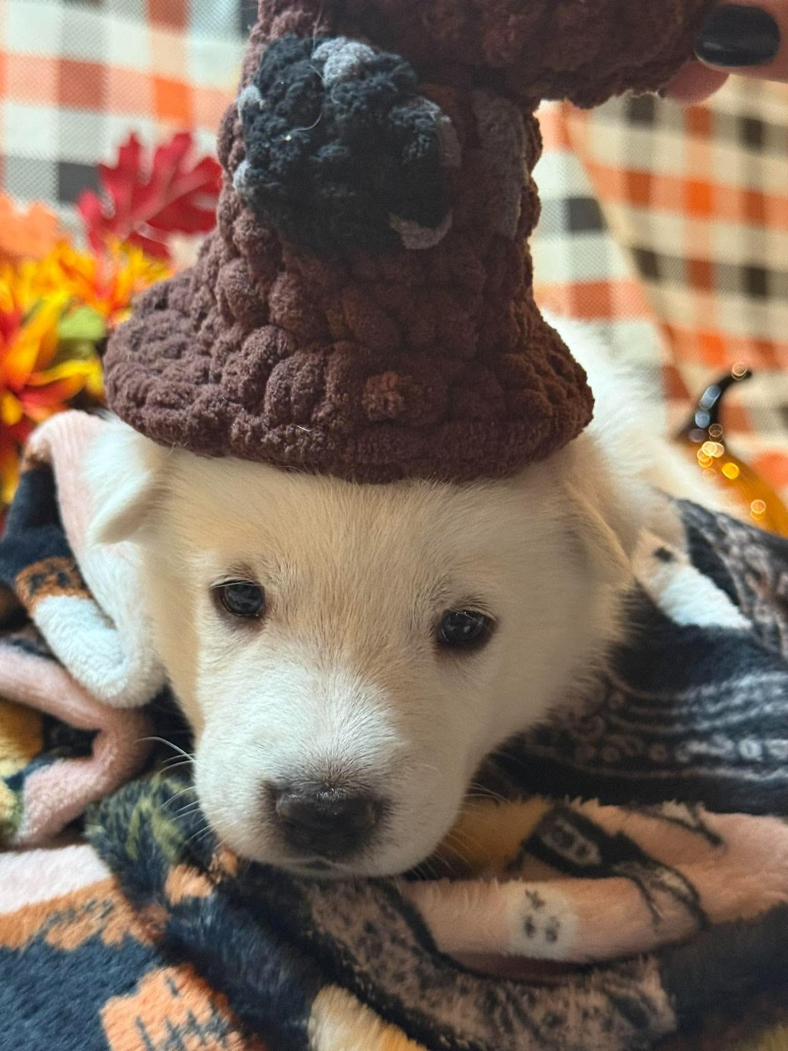 Arbie - ON HOLD, Adoptable, Puppy Male Siberian Husky & German Shepherd Dog.