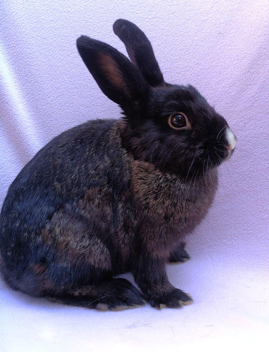 Pluto, Adoptable, Young Female Dutch.