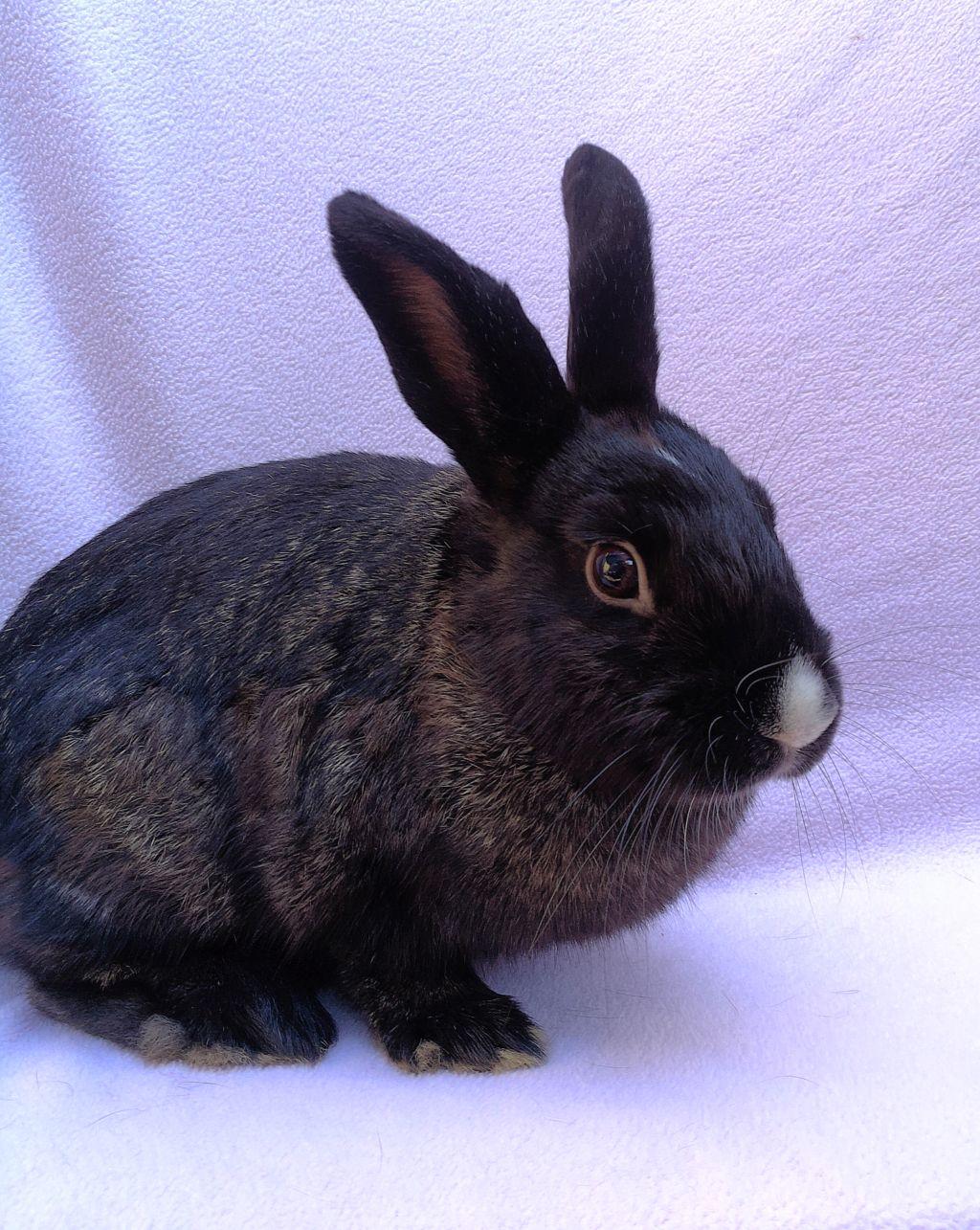 Pluto, a Adoptable mixed breed in Goleta, CA image 2/2