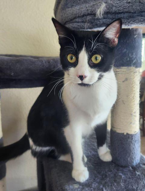 Seven, Adopted, Young Male Domestic Short Hair.